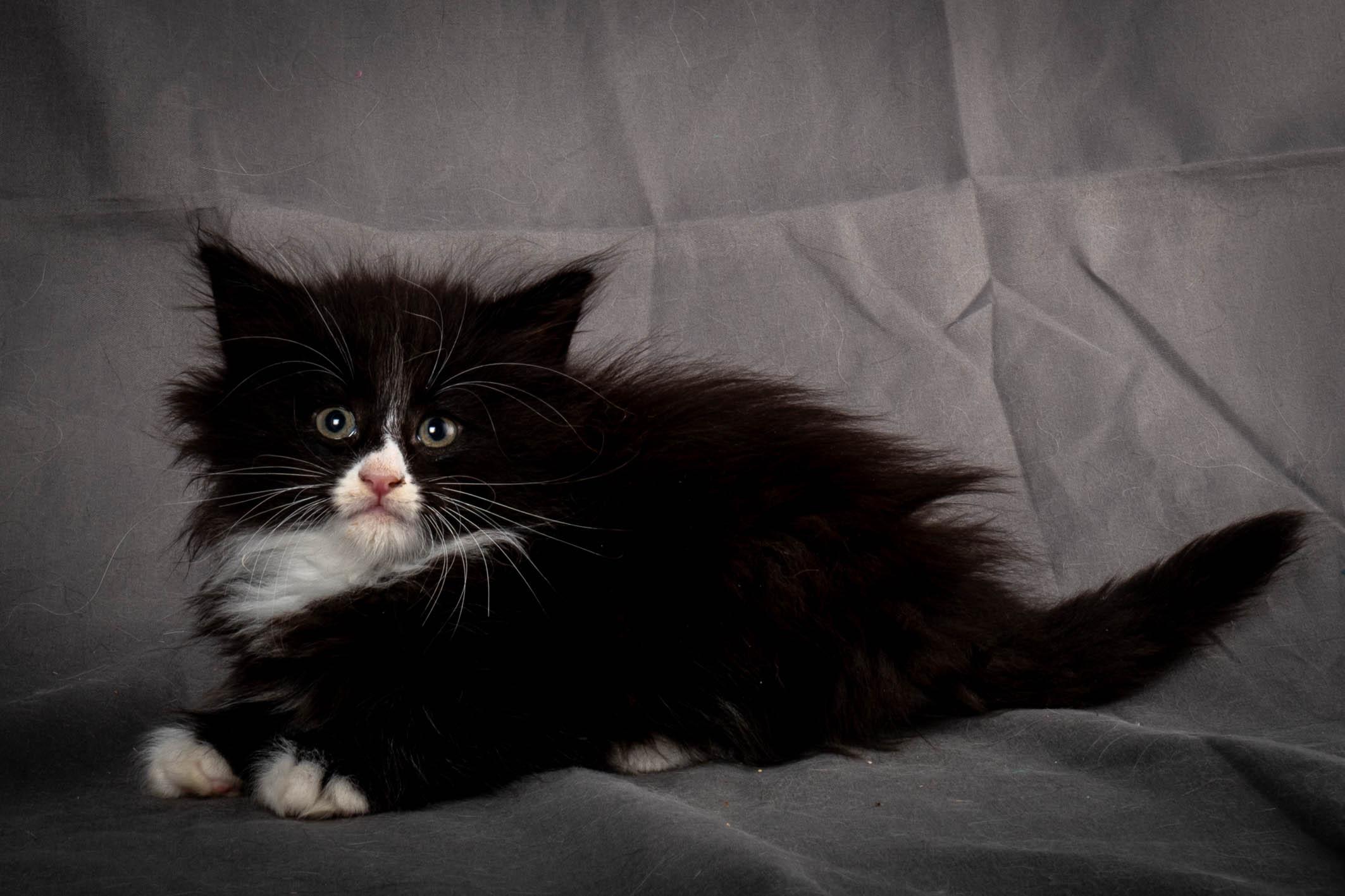 (N)Migoto's Yatzy, NFO n 09