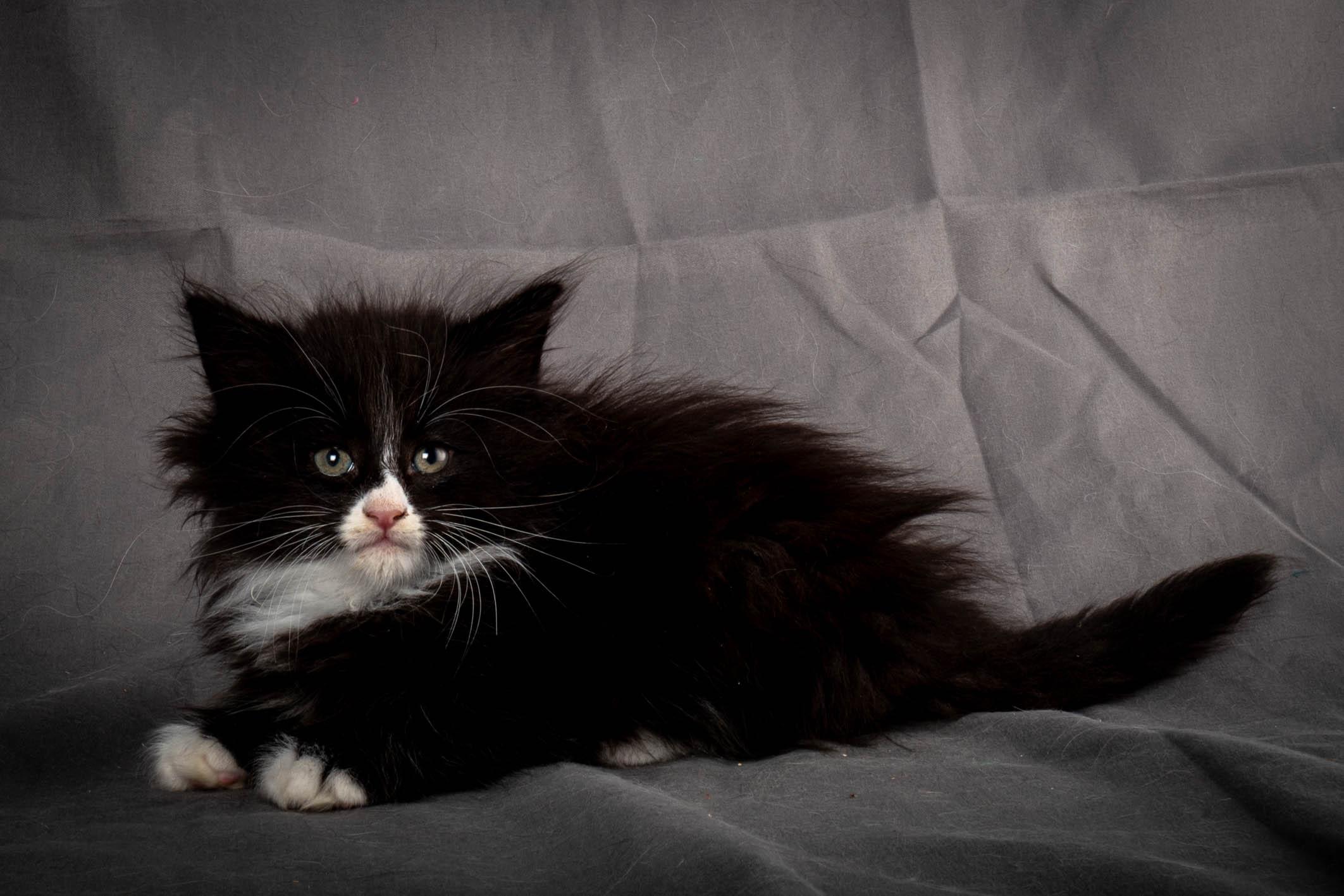 (N)Migoto's Yatzy, NFO n 09