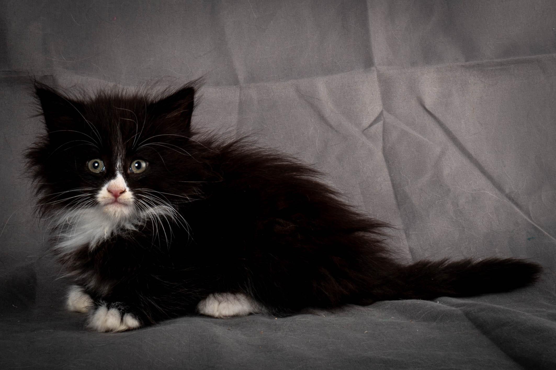 (N)Migoto's Yatzy, NFO n 09