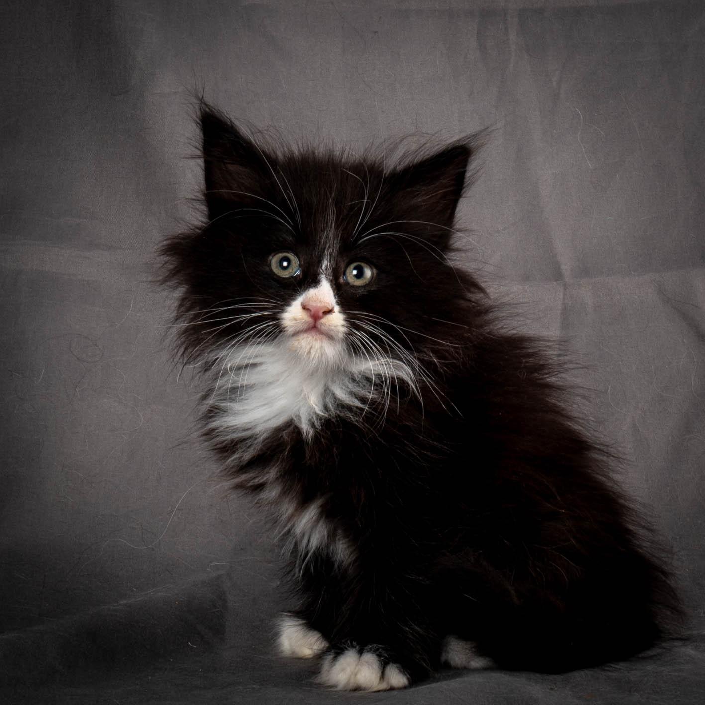 (N)Migoto's Yatzy, NFO n 09