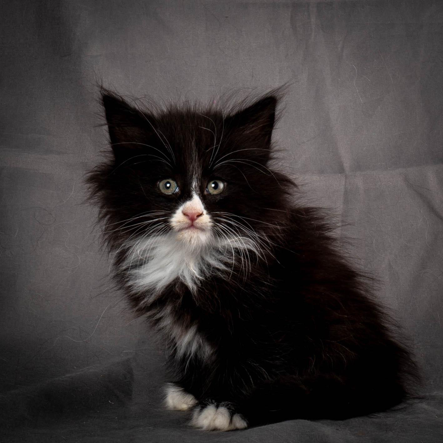 (N)Migoto's Yatzy, NFO n 09