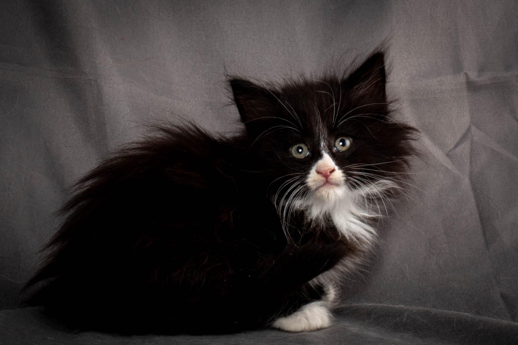 (N)Migoto's Yatzy, NFO n 09