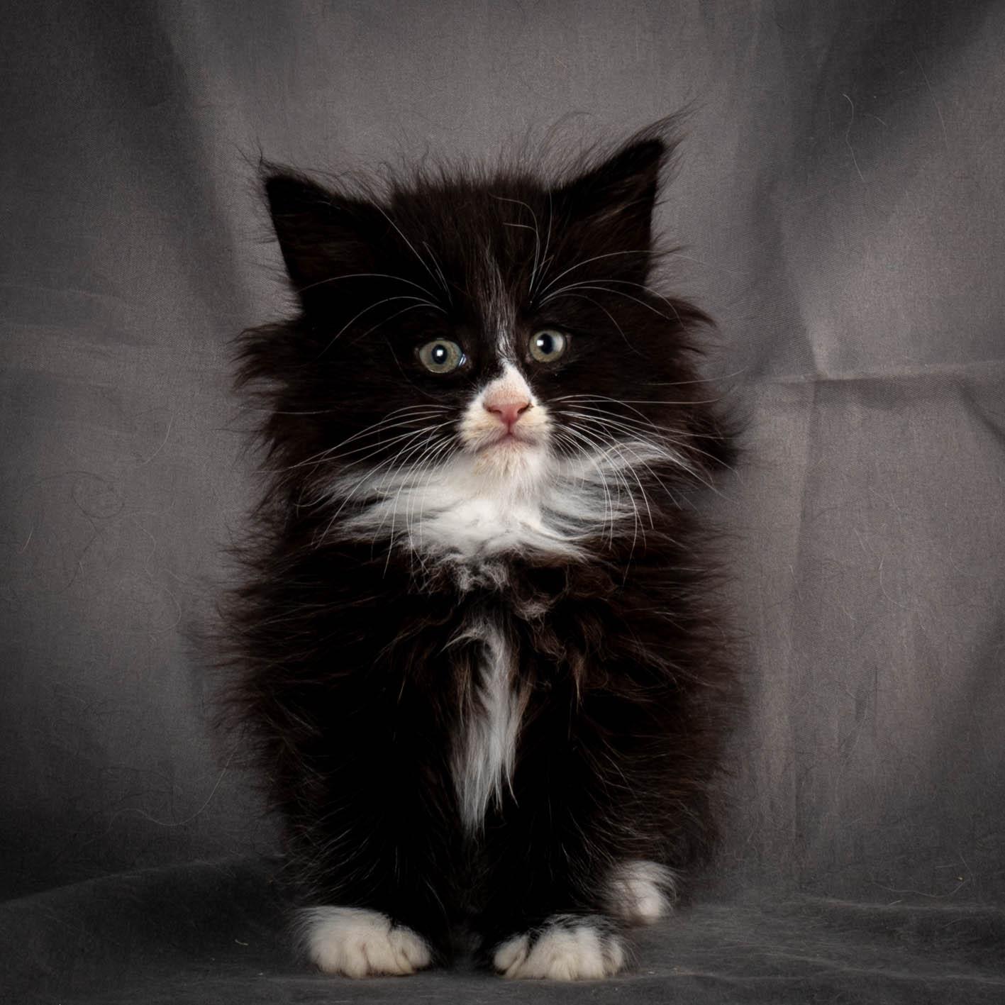 (N)Migoto's Yatzy, NFO n 09