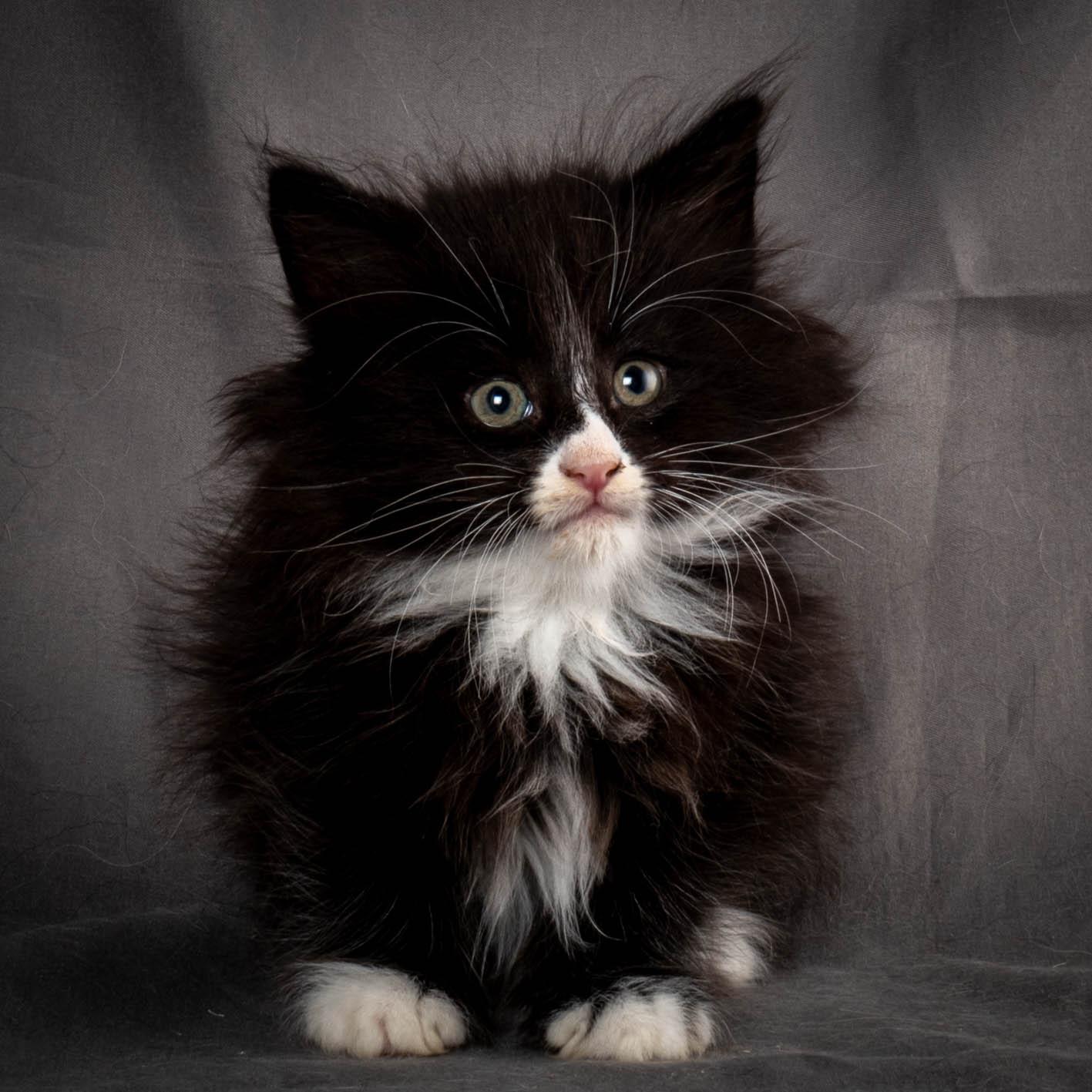 (N)Migoto's Yatzy, NFO n 09