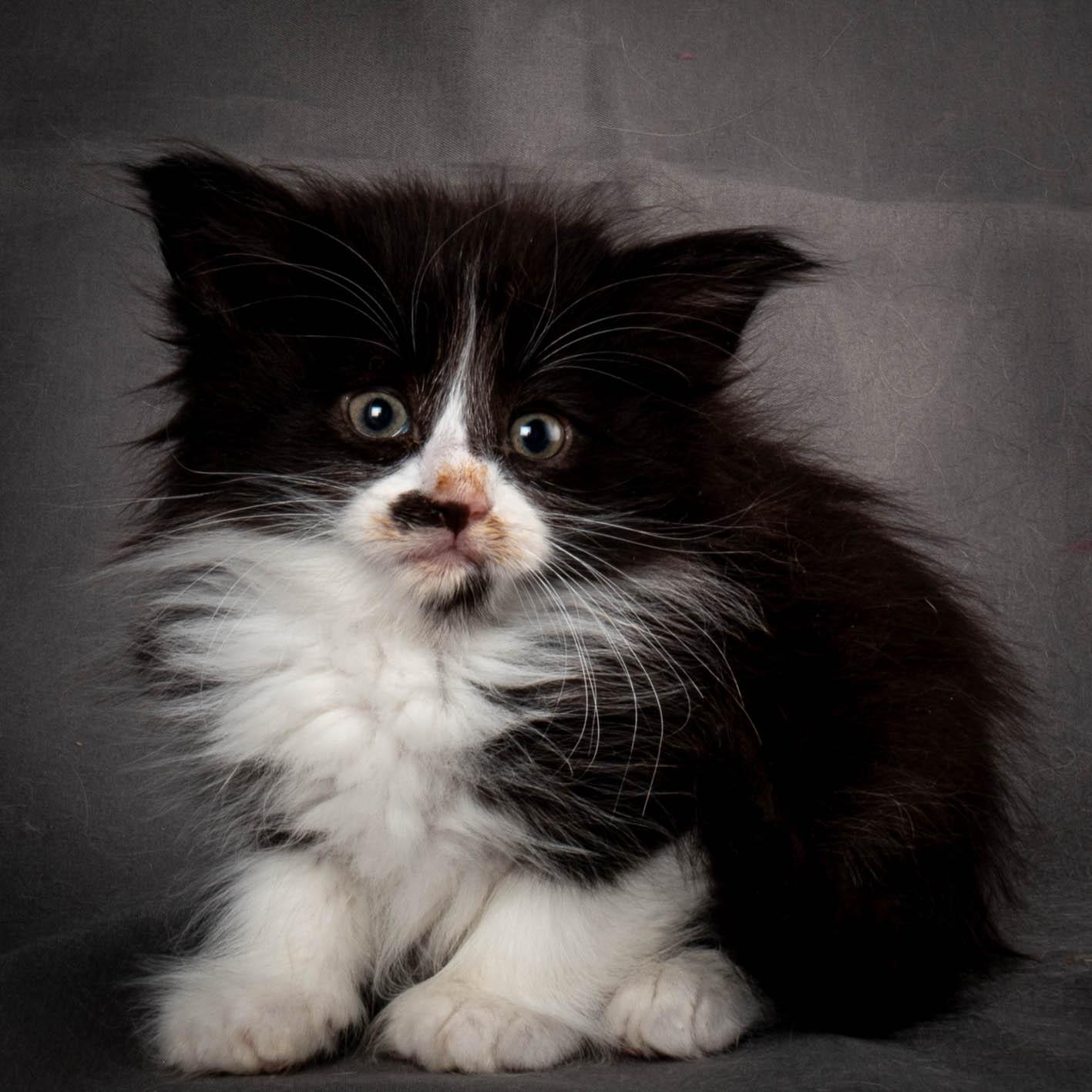 (N)Migoto's Yonna, NFO n 09