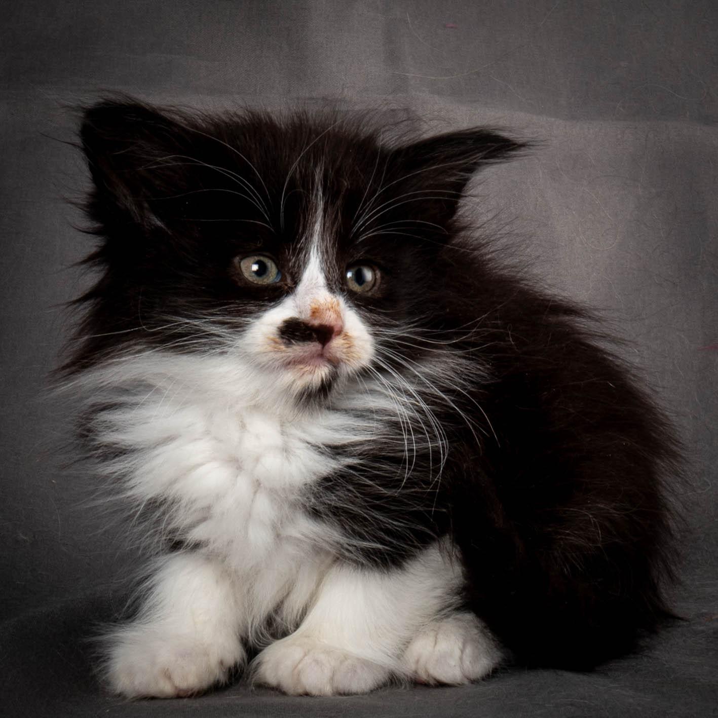 (N)Migoto's Yonna, NFO n 09