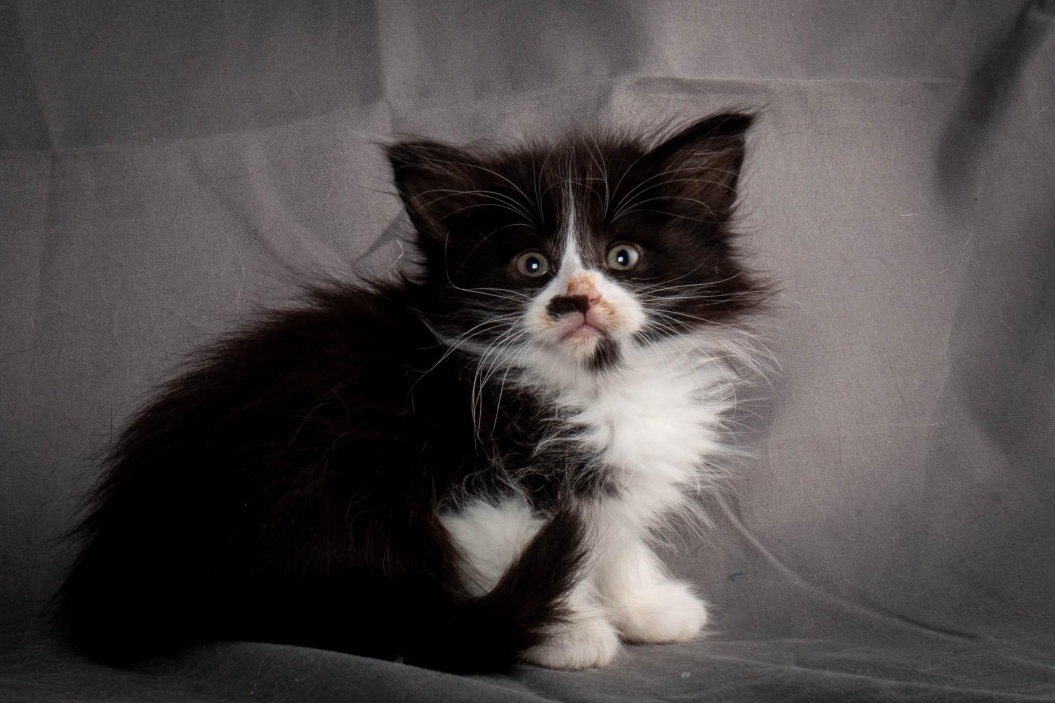 (N)Migoto's Yonna, NFO n 09