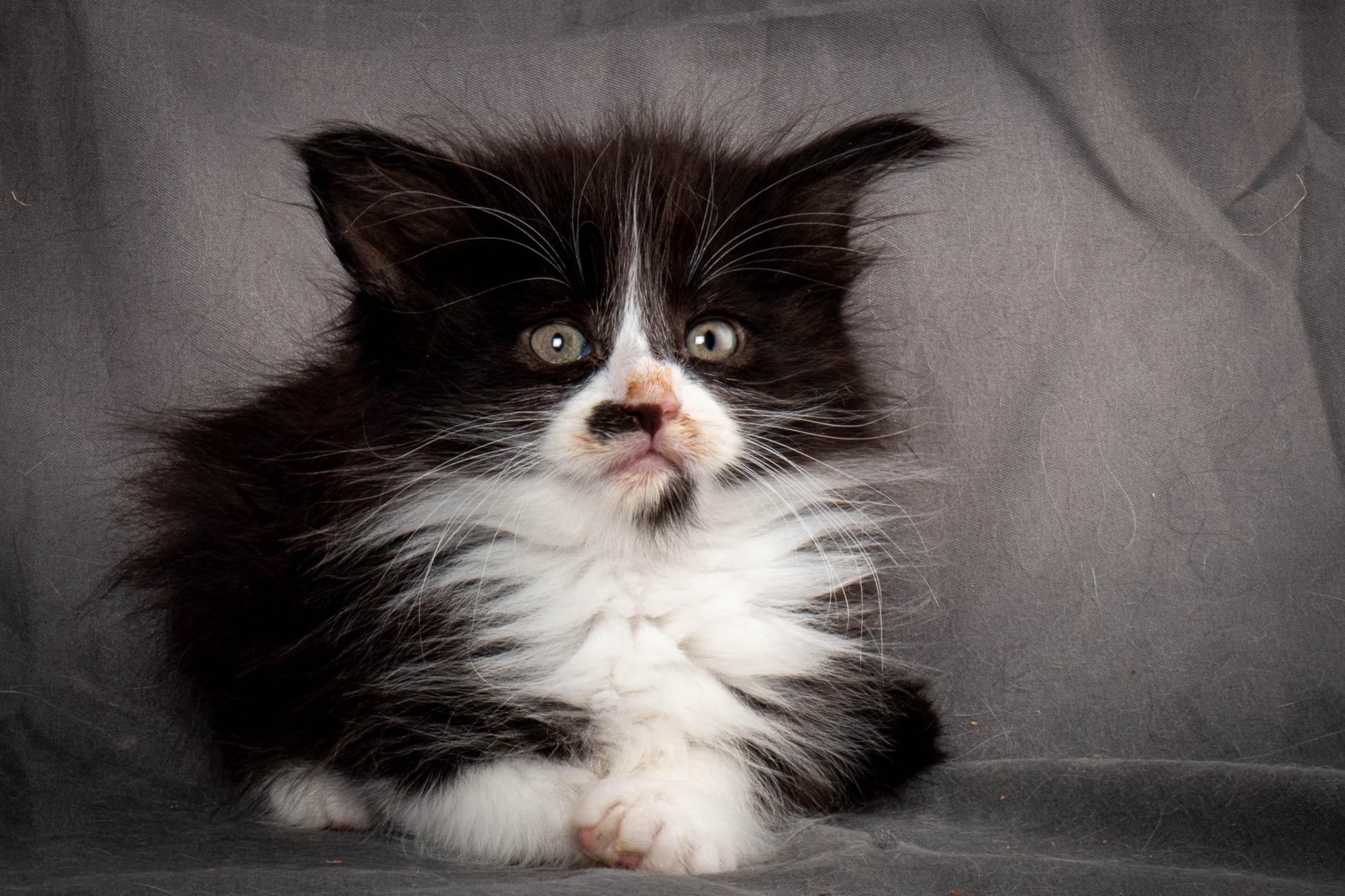 (N)Migoto's Yonna, NFO n 09