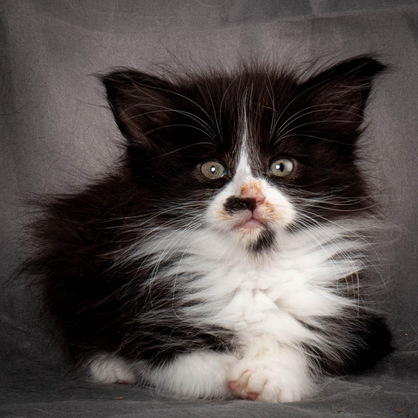 (N)Migoto's Yonna, NFO n 09