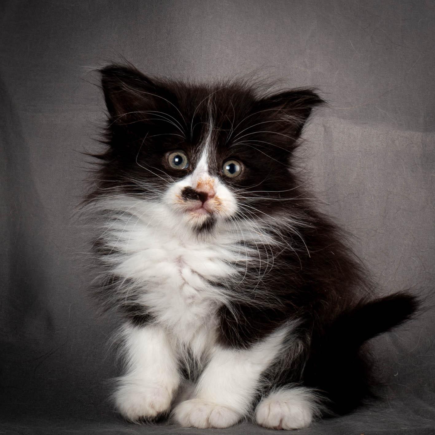 (N)Migoto's Yonna, NFO n 09