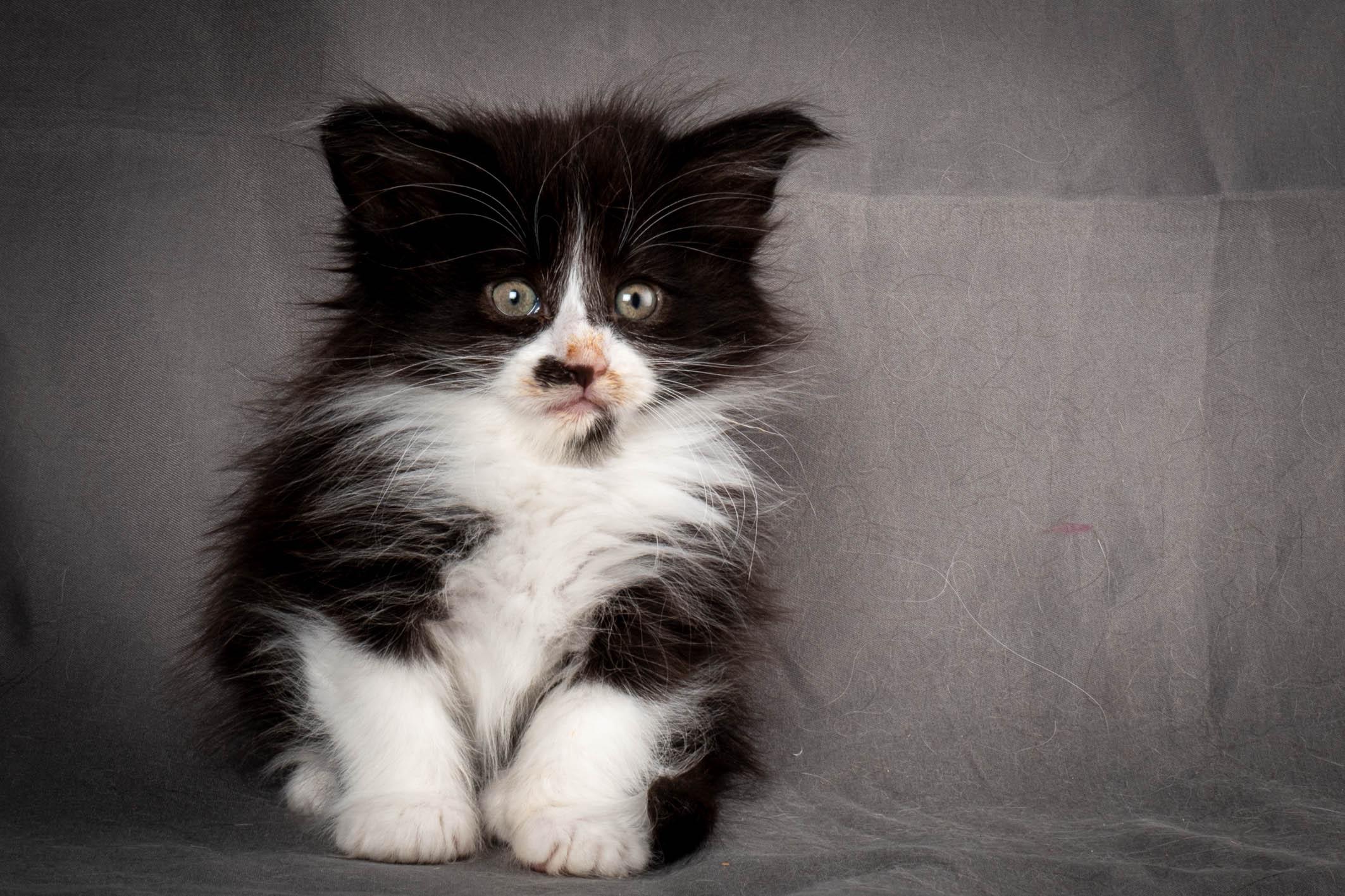 (N)Migoto's Yonna, NFO n 09