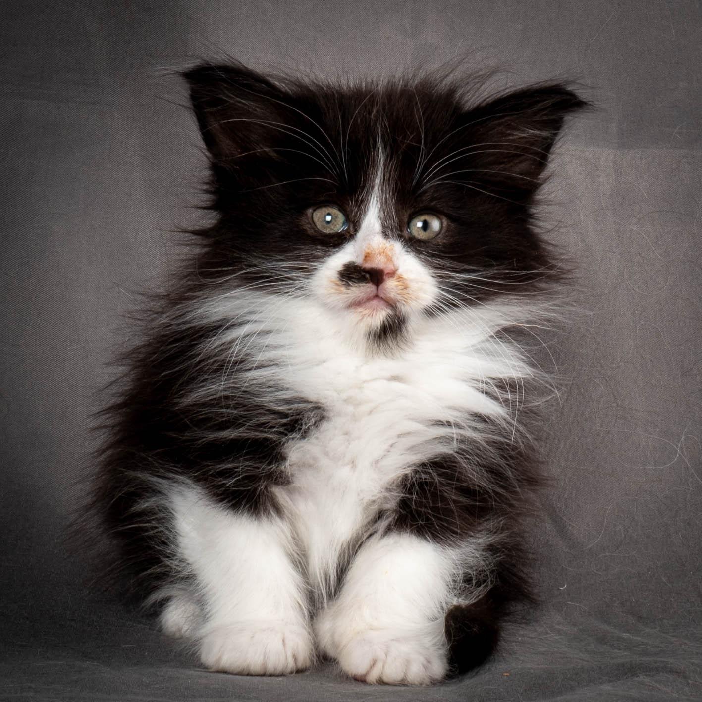 (N)Migoto's Yonna, NFO n 09