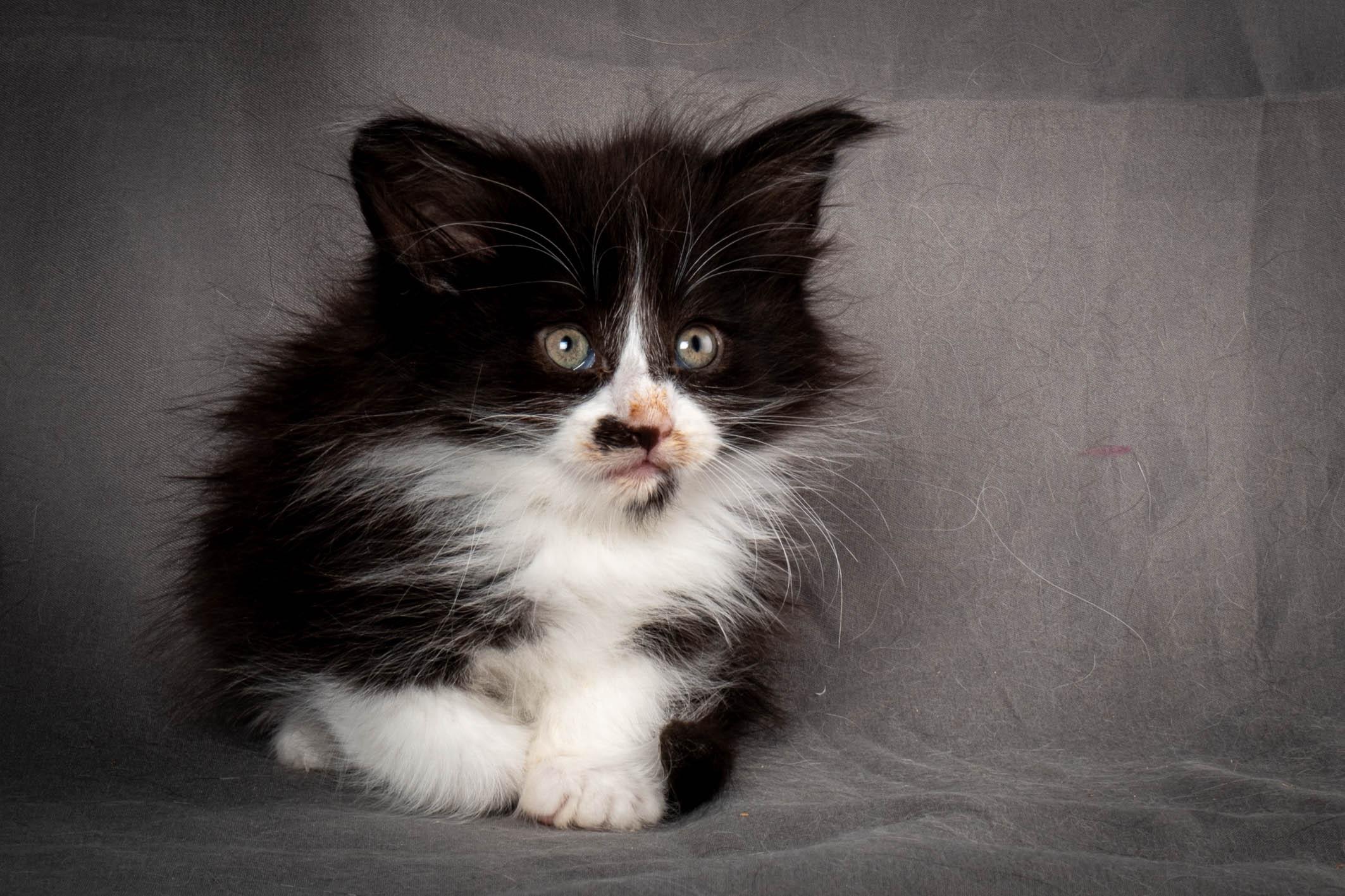 (N)Migoto's Yonna, NFO n 09