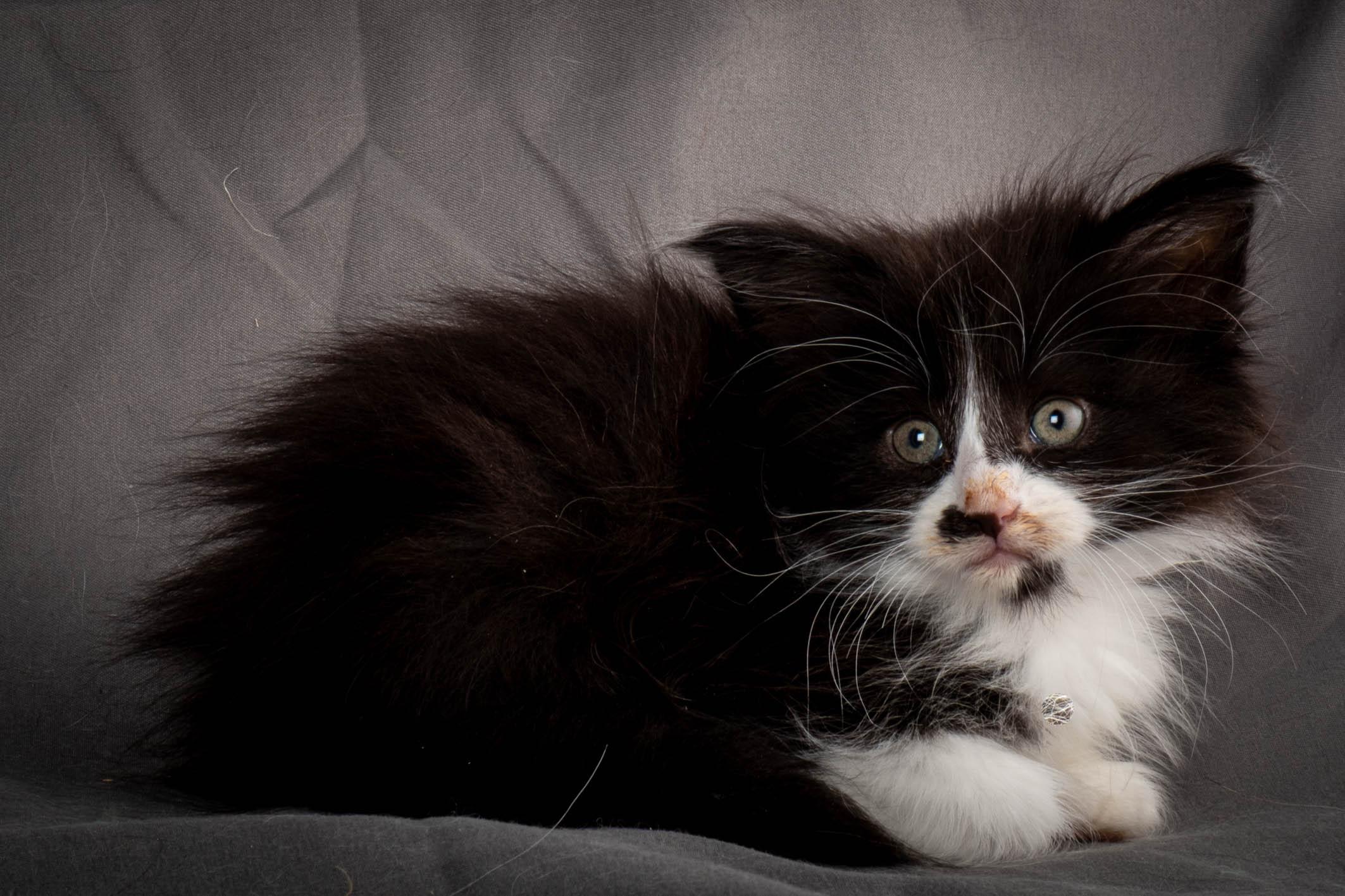 (N)Migoto's Yonna, NFO n 09