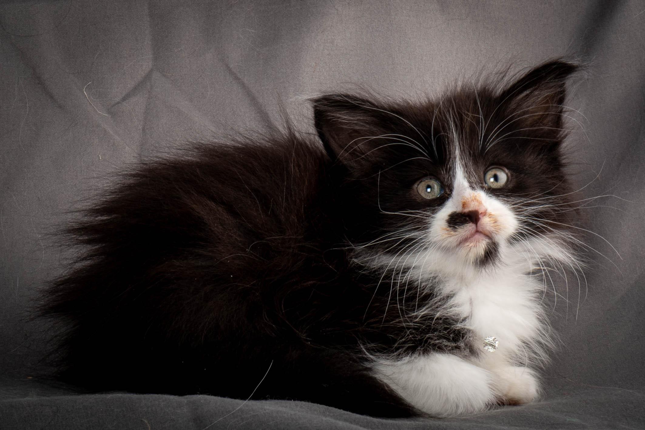 (N)Migoto's Yonna, NFO n 09