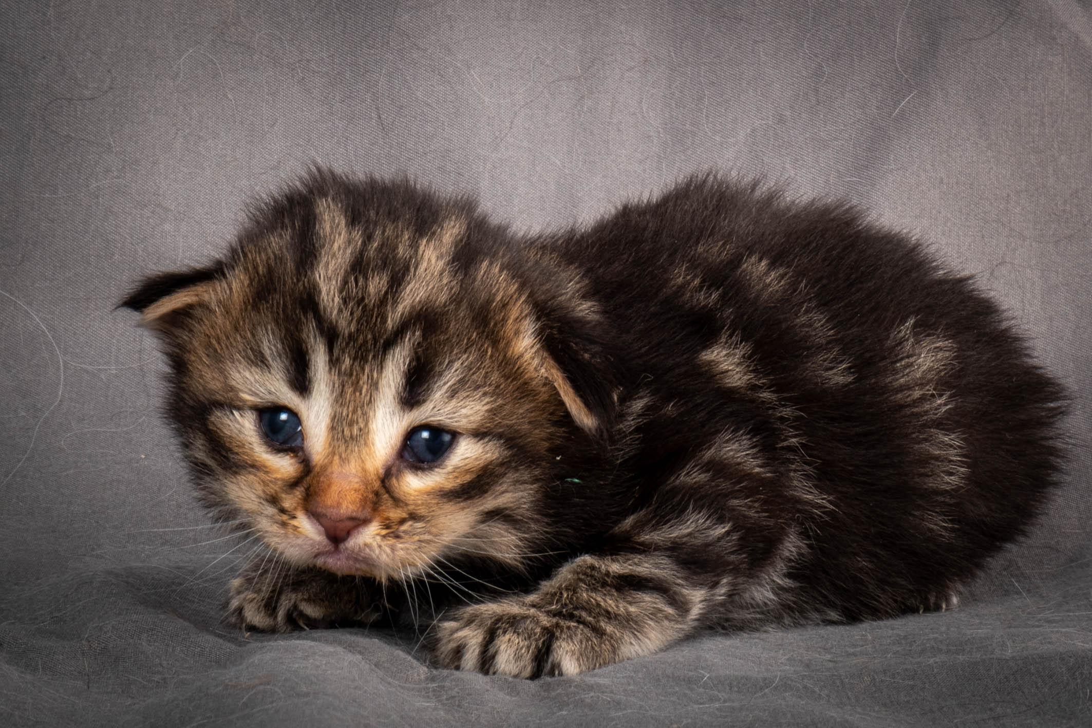 (N)Migoto's Anton, NFO n 22