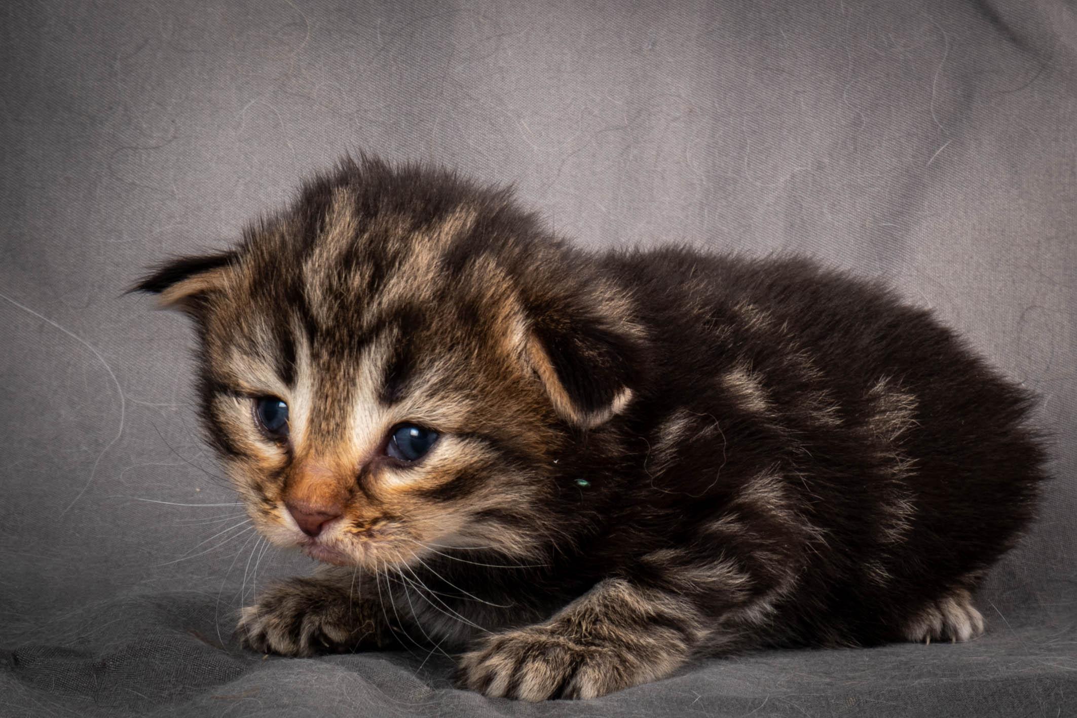 (N)Migoto's Anton, NFO n 22