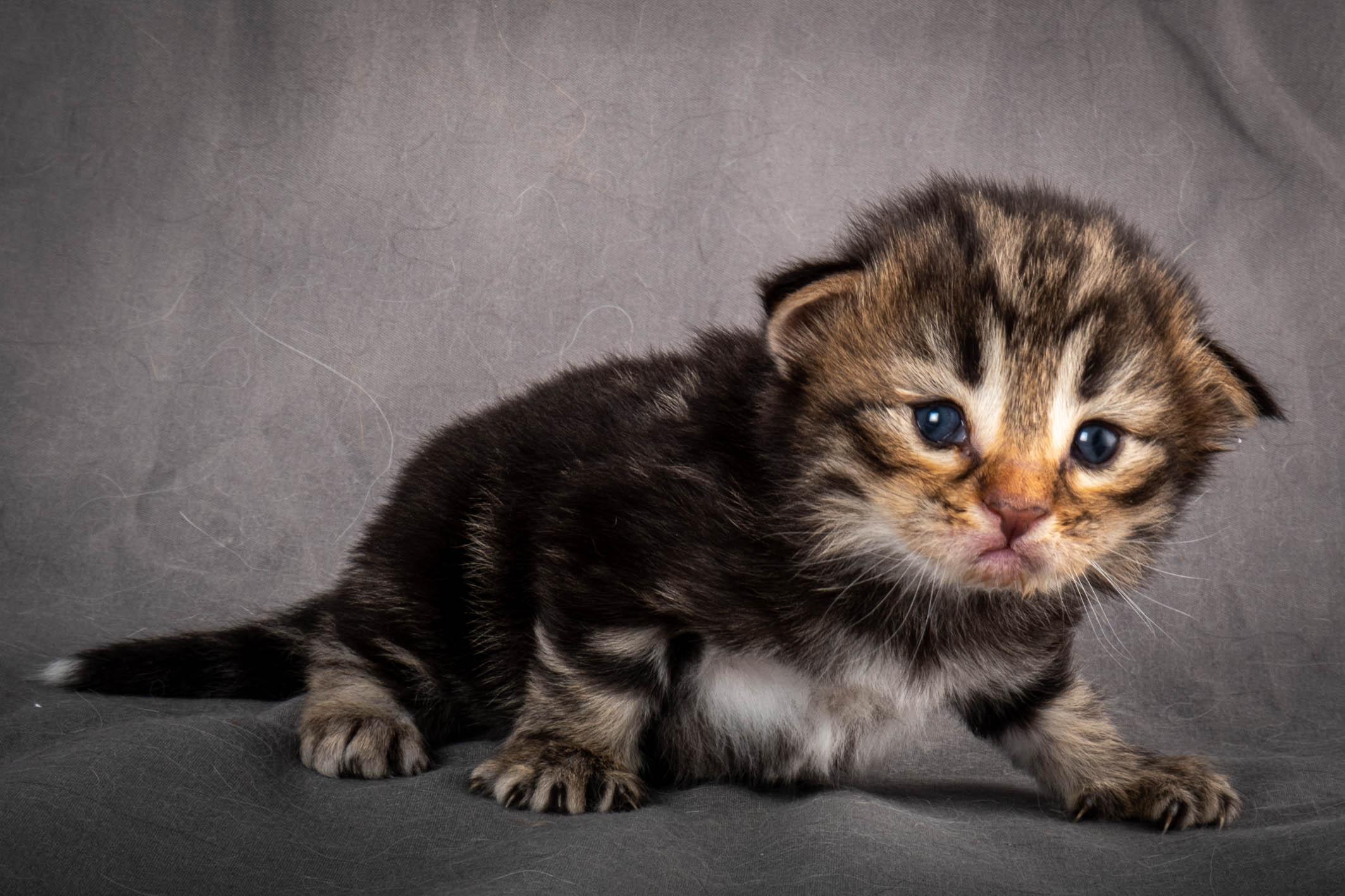 (N)Migoto's Anton, NFO n 22