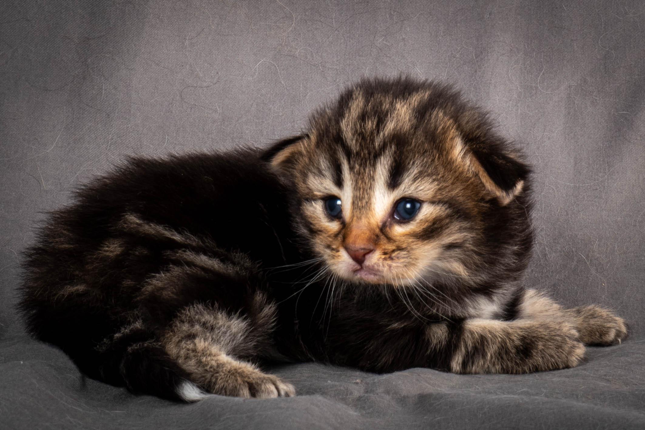 (N)Migoto's Anton, NFO n 22