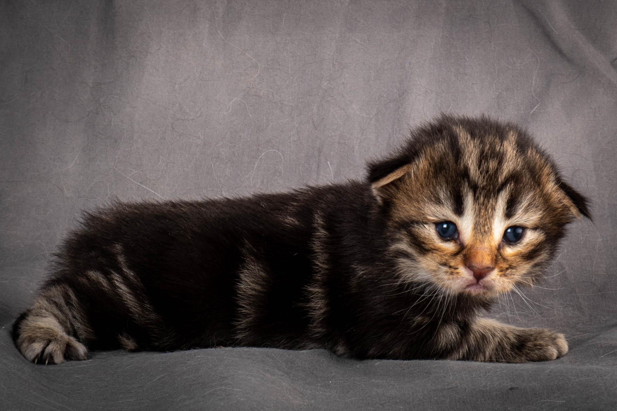 (N)Migoto's Anton, NFO n 22