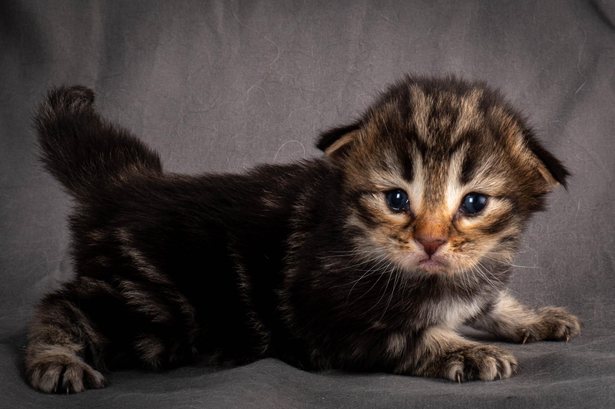 (N)Migoto's Anton, NFO n 22