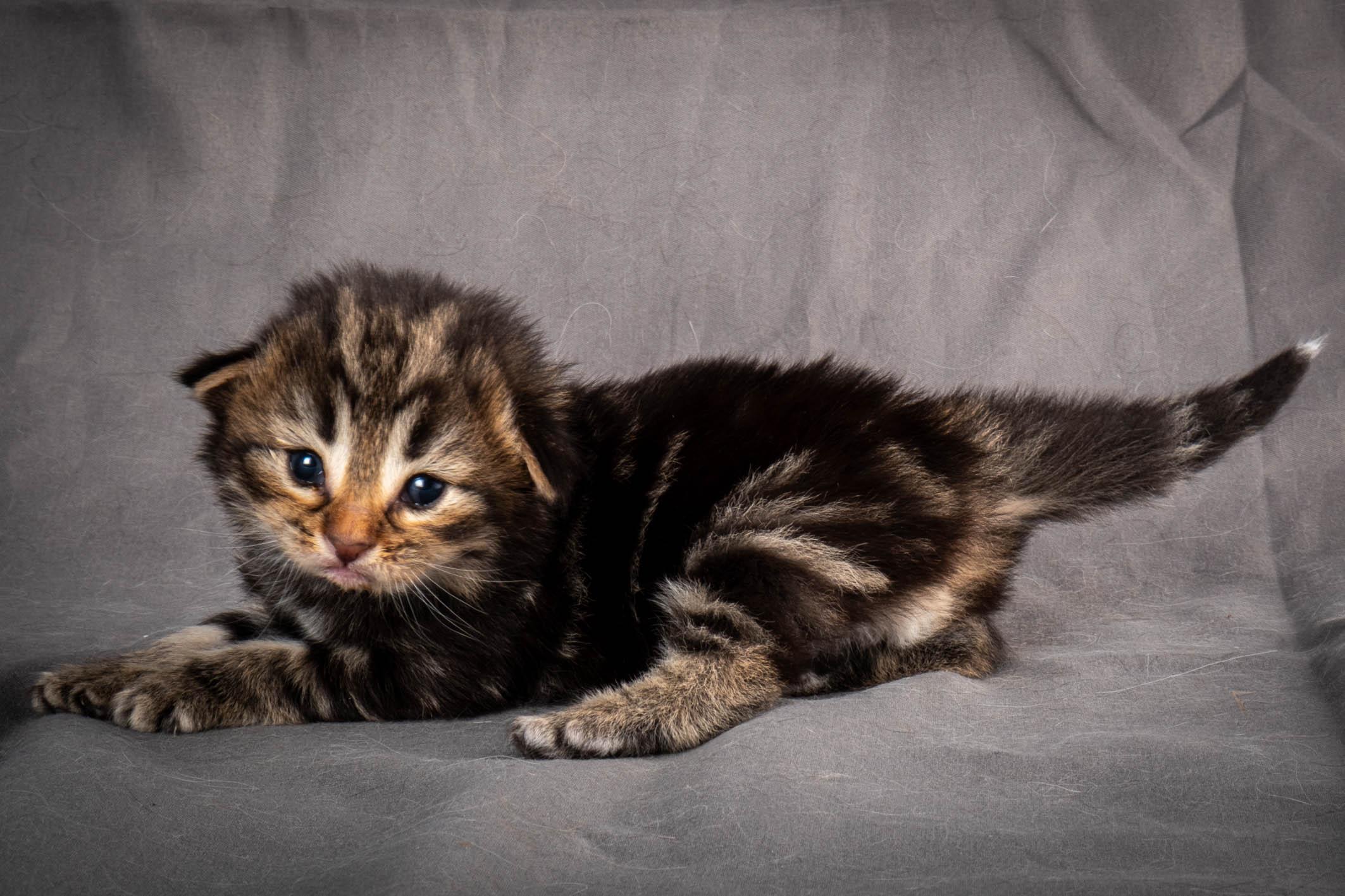 (N)Migoto's Anton, NFO n 22