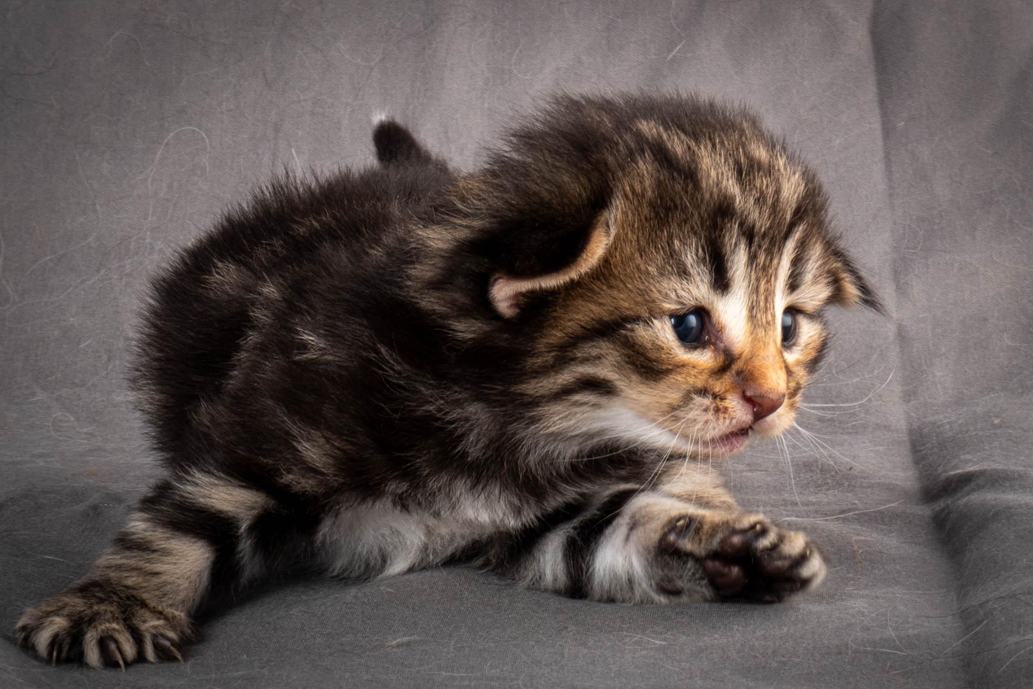 (N)Migoto's Anton, NFO n 22