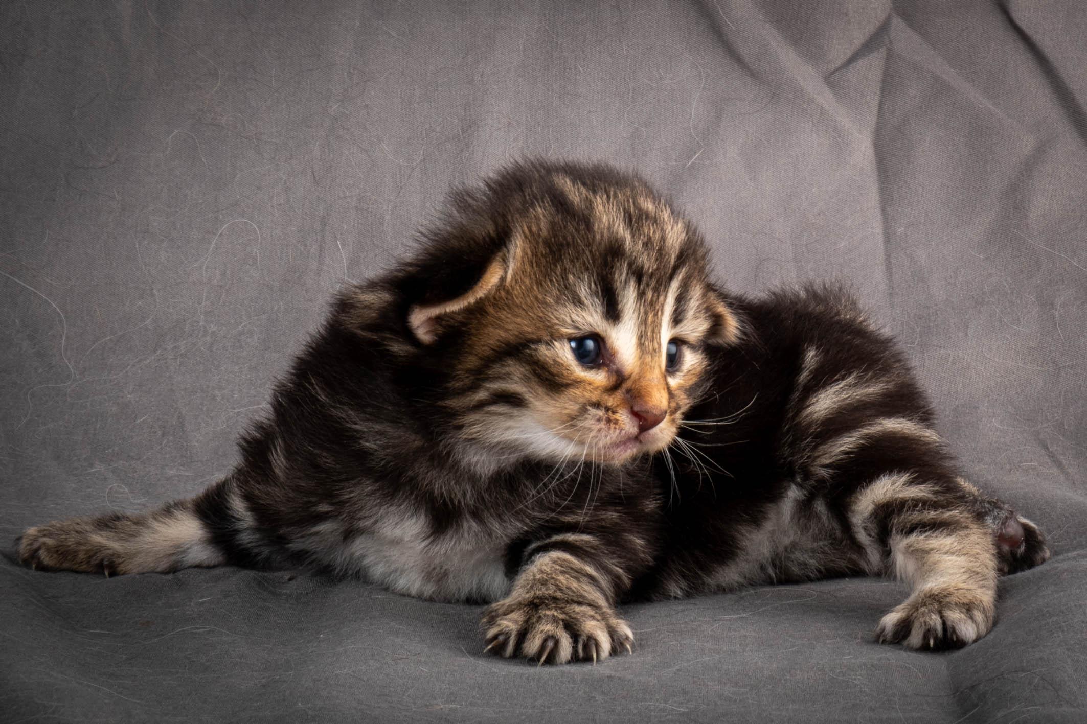 (N)Migoto's Anton, NFO n 22