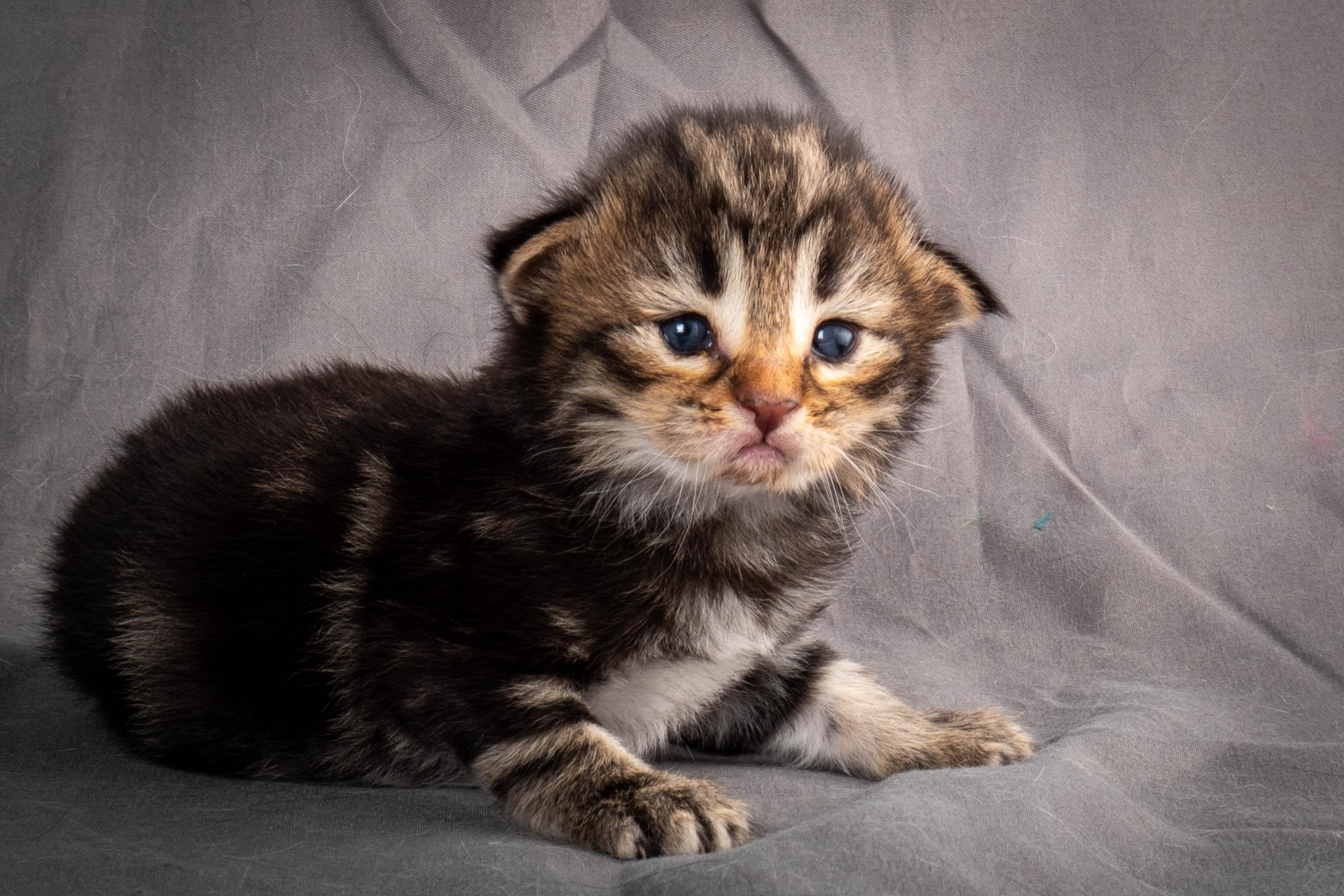 (N)Migoto's Anton, NFO n 22