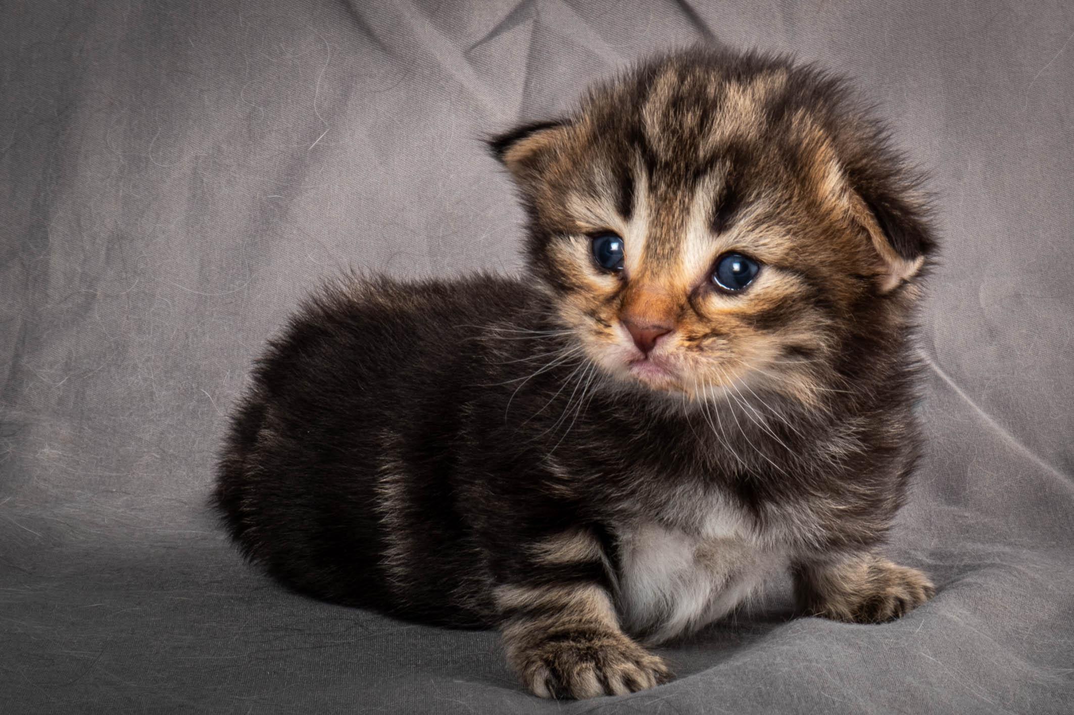 (N)Migoto's Anton, NFO n 22