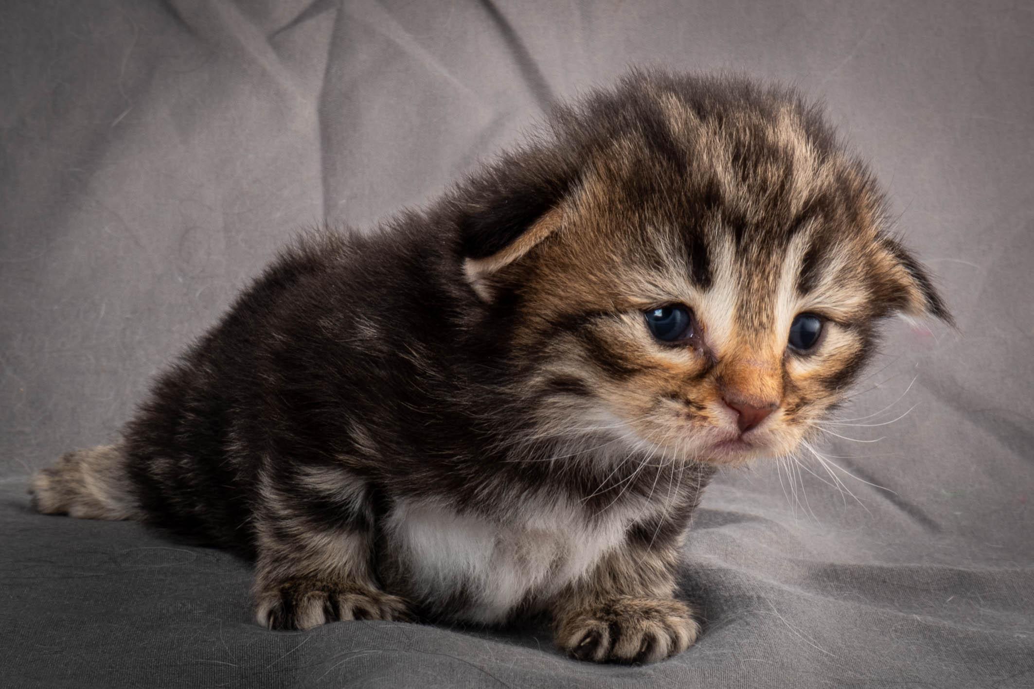 (N)Migoto's Anton, NFO n 22