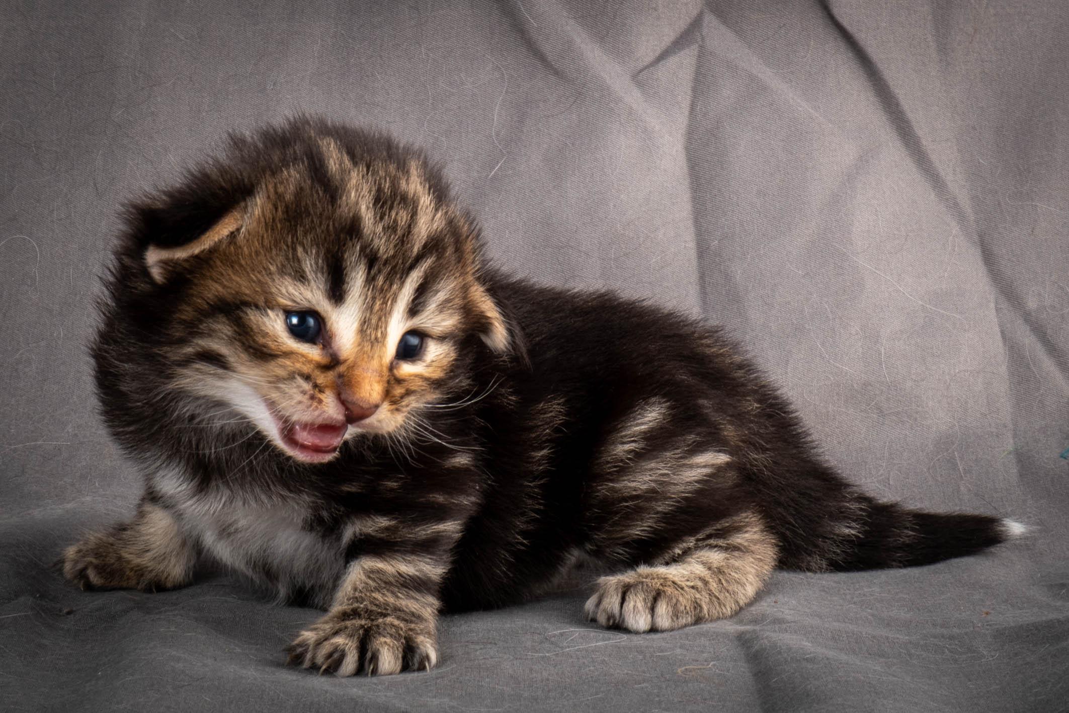 (N)Migoto's Anton, NFO n 22