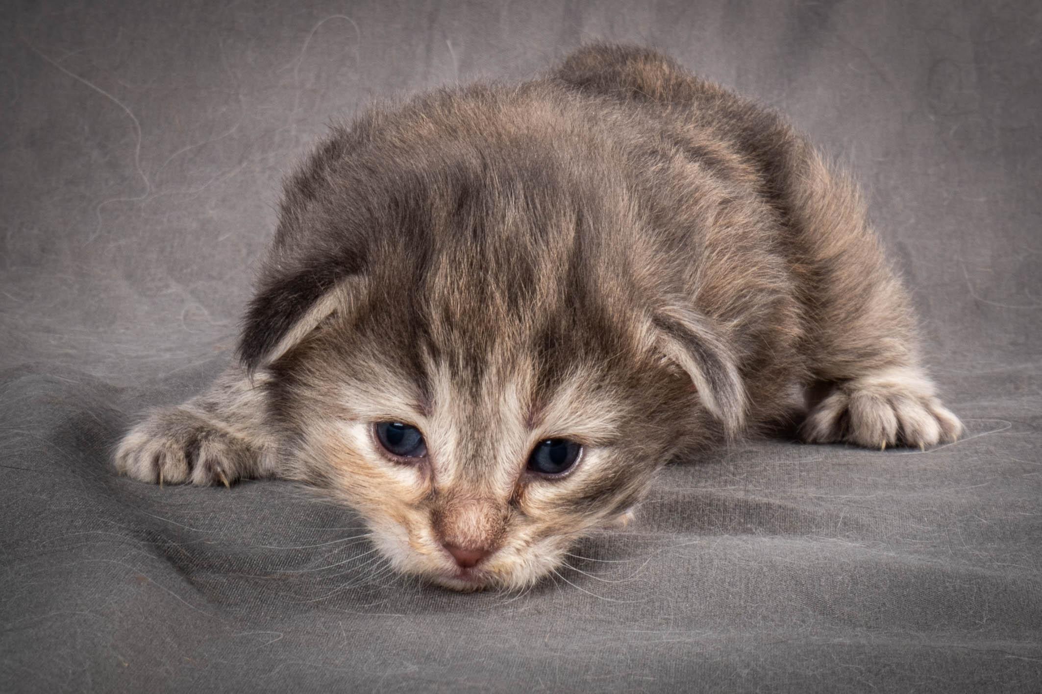 (N)Migoto's Anne, NFO n 22