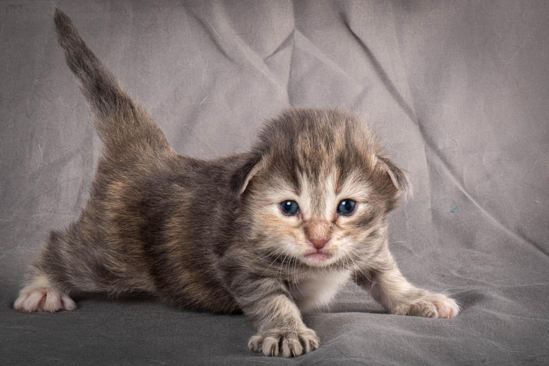 (N)Migoto's Anne, NFO n 22