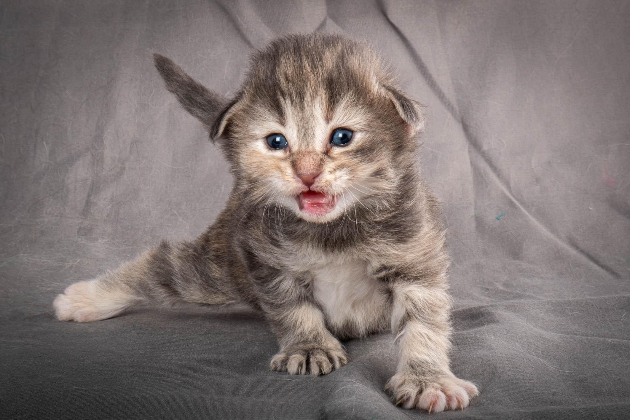 (N)Migoto's Anne, NFO n 22