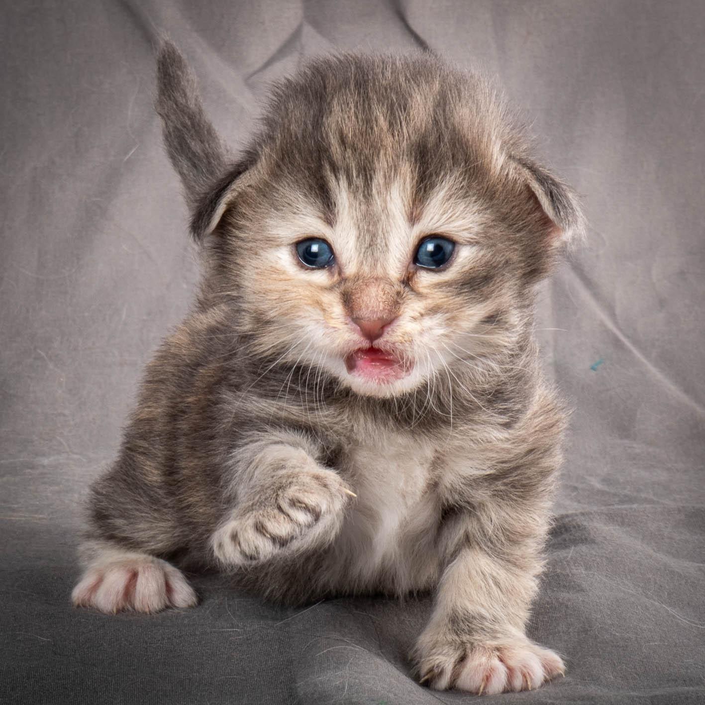 (N)Migoto's Anne, NFO n 22