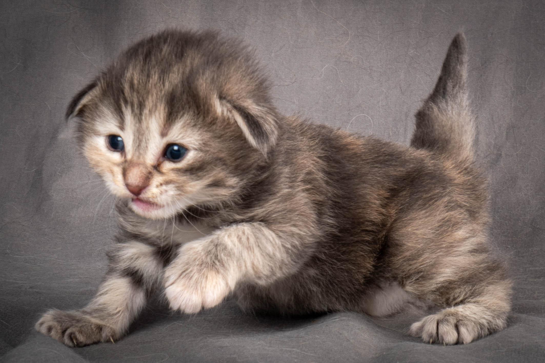 (N)Migoto's Anne, NFO n 22