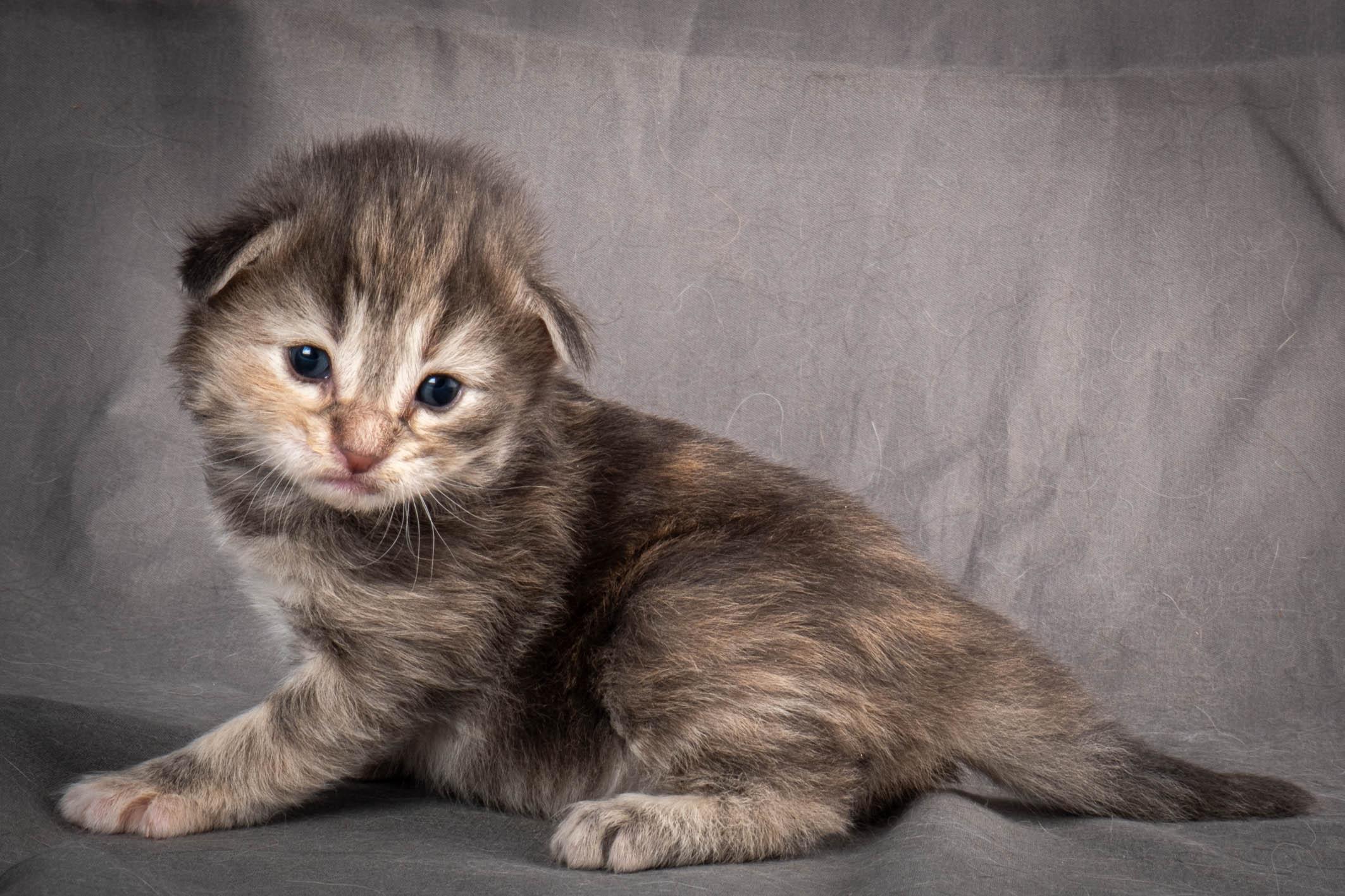 (N)Migoto's Anne, NFO n 22