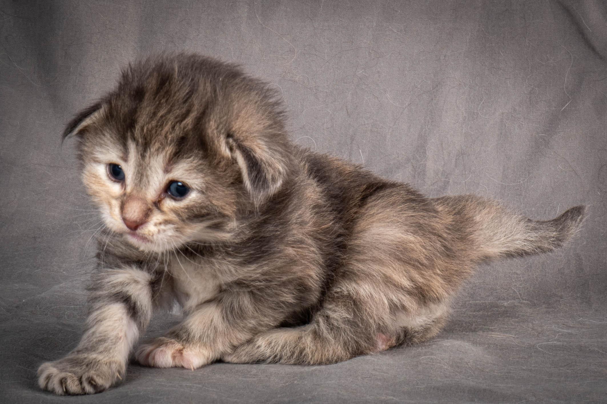 (N)Migoto's Anne, NFO n 22