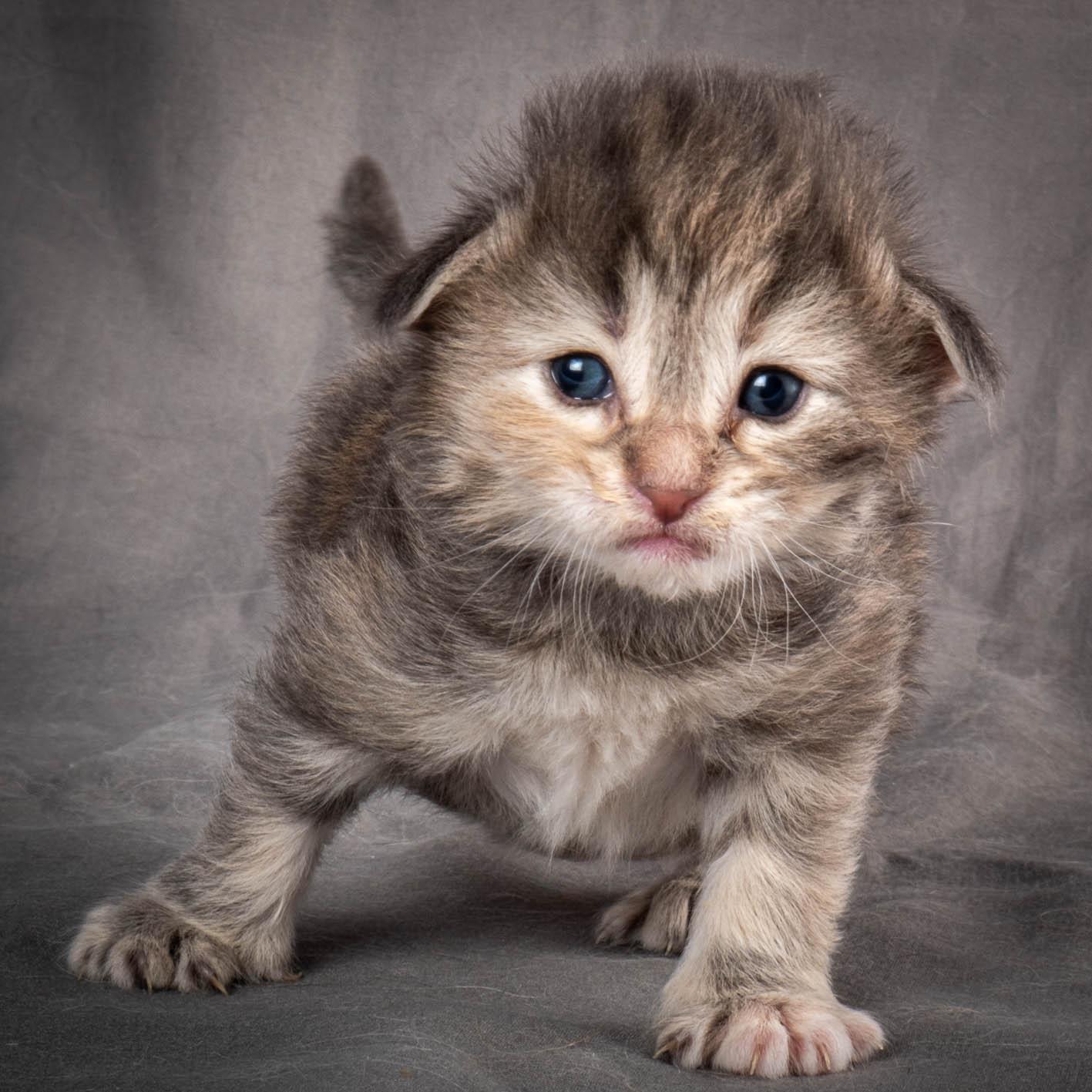 (N)Migoto's Anne, NFO n 22