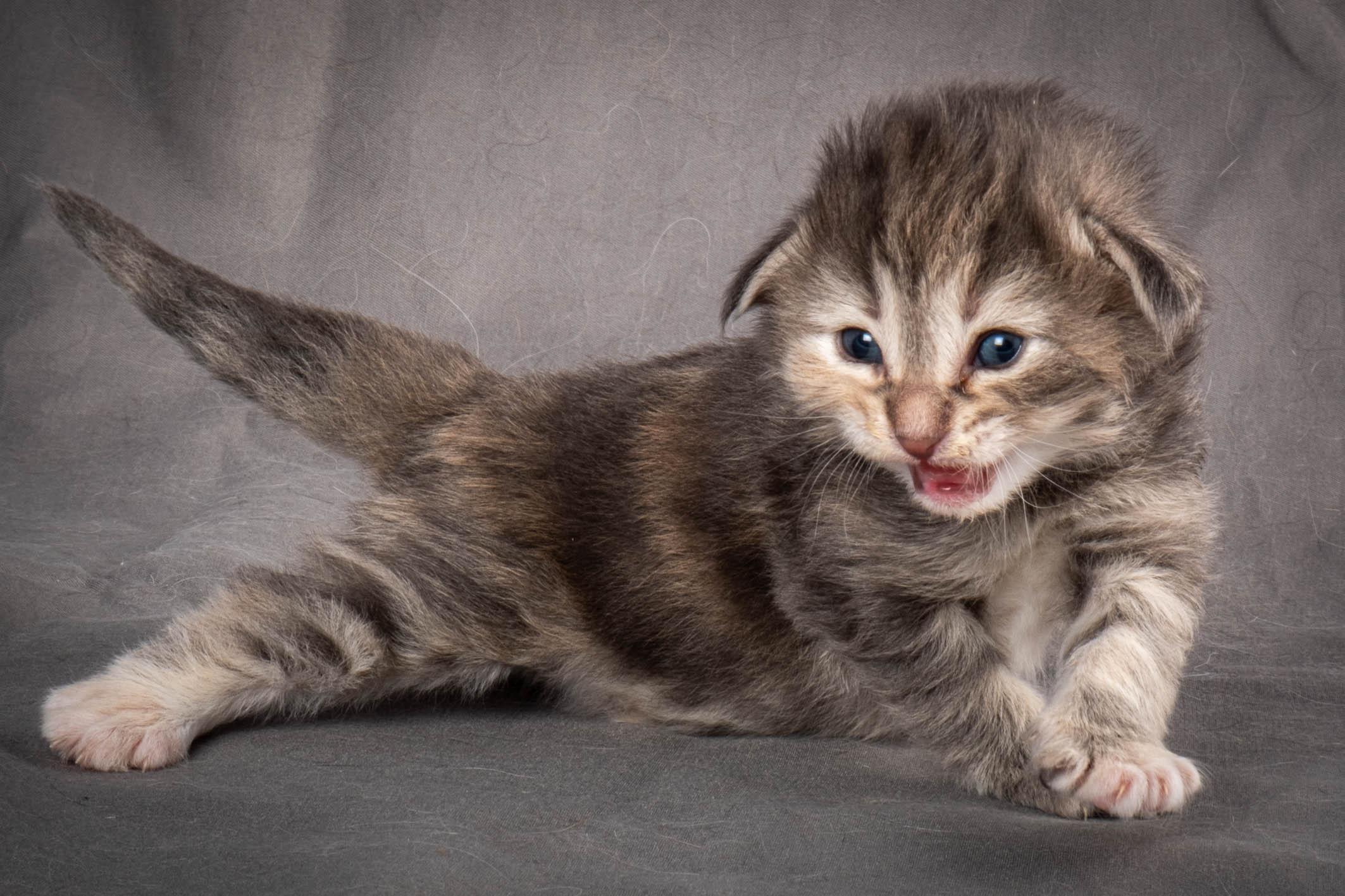 (N)Migoto's Anne, NFO n 22