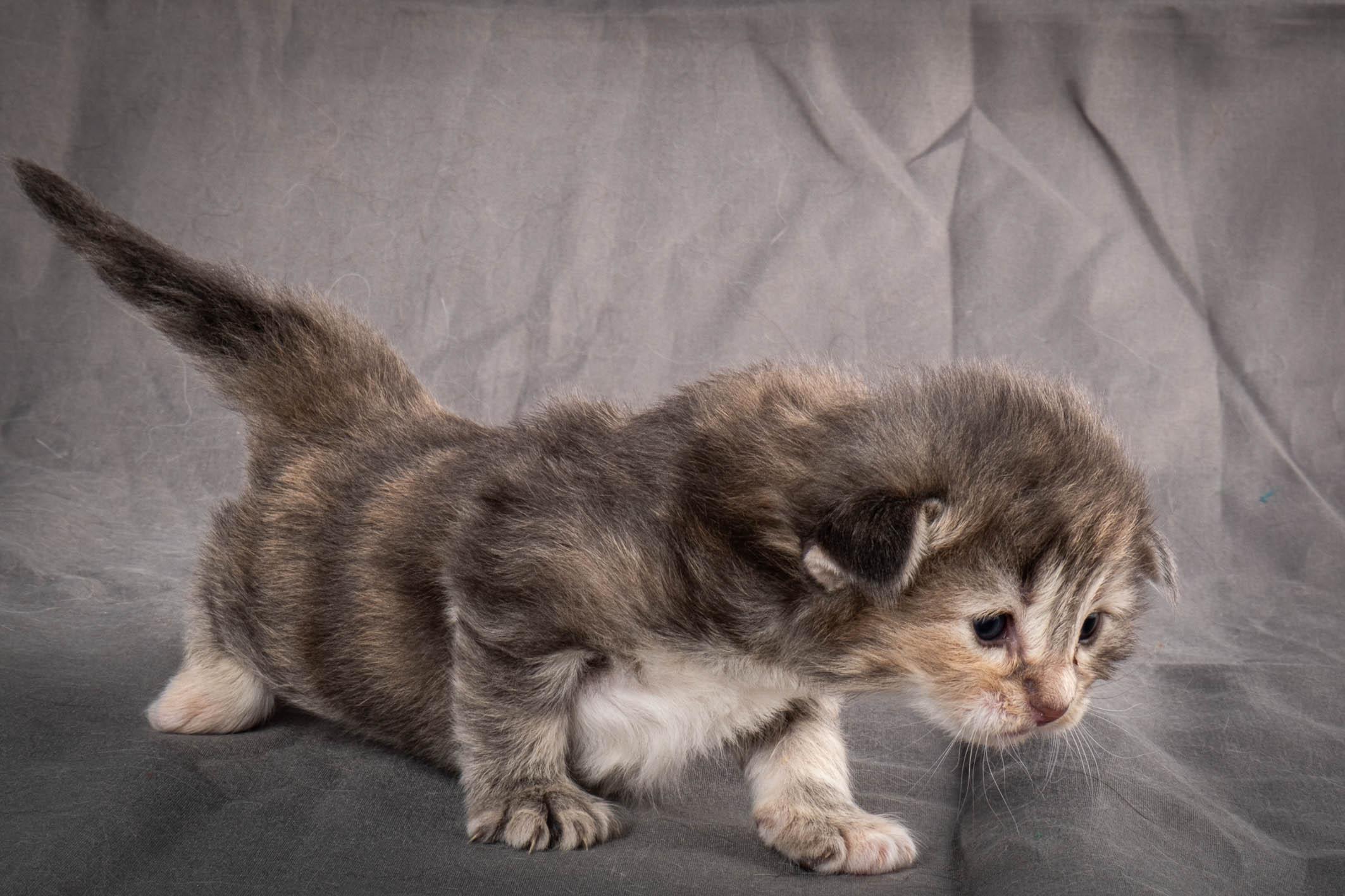 (N)Migoto's Anne, NFO n 22