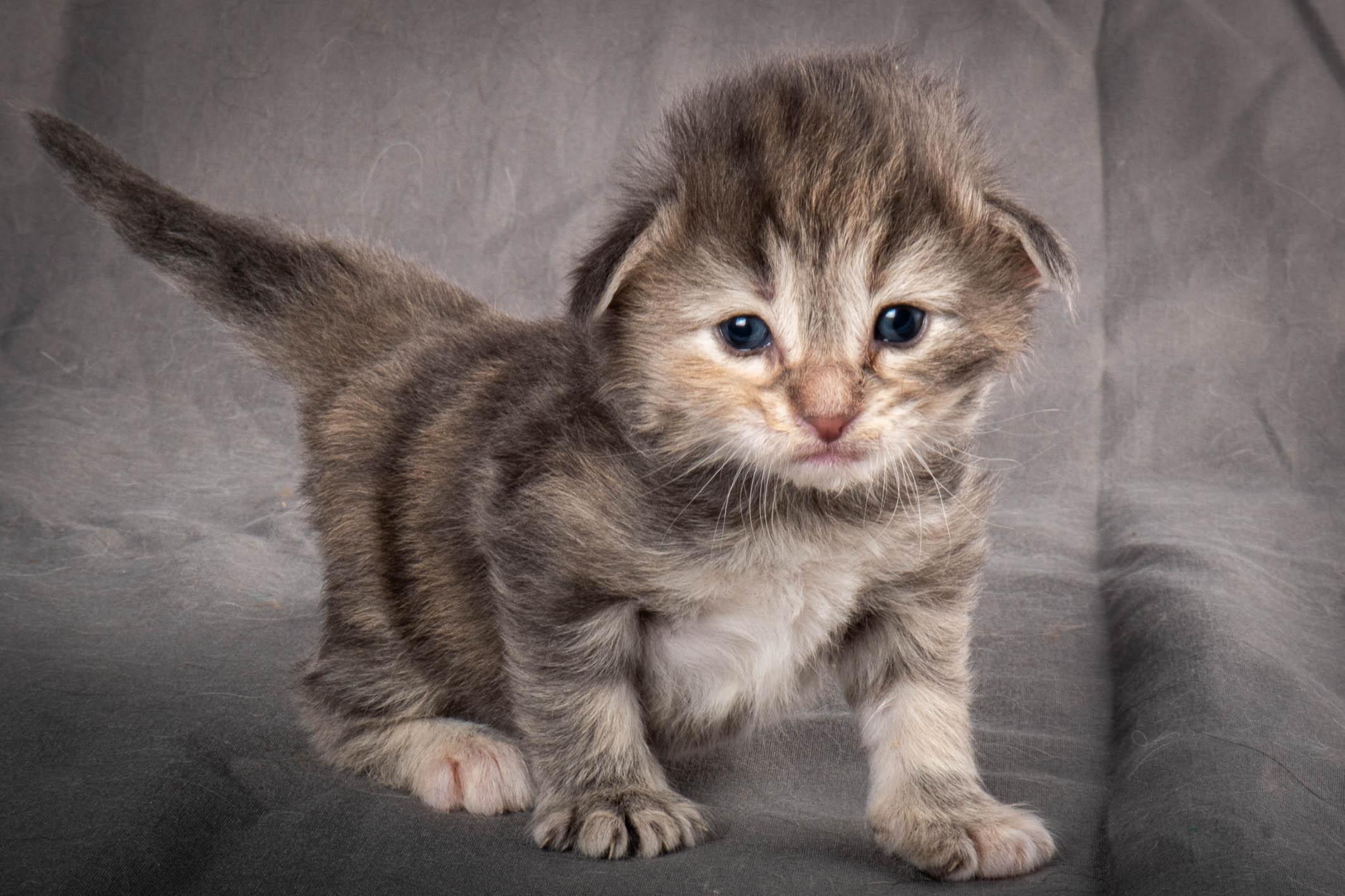 (N)Migoto's Anne, NFO n 22