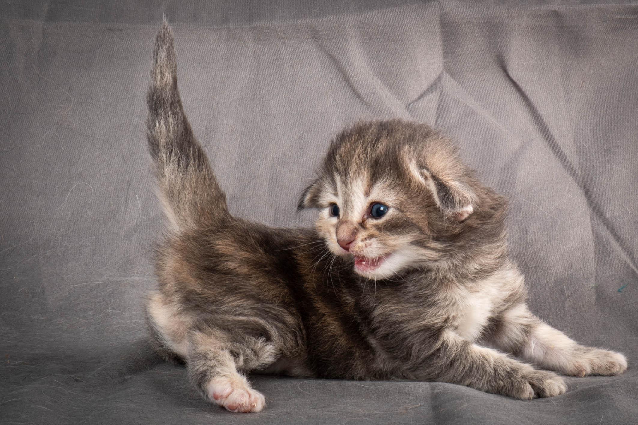 (N)Migoto's Anne, NFO n 22