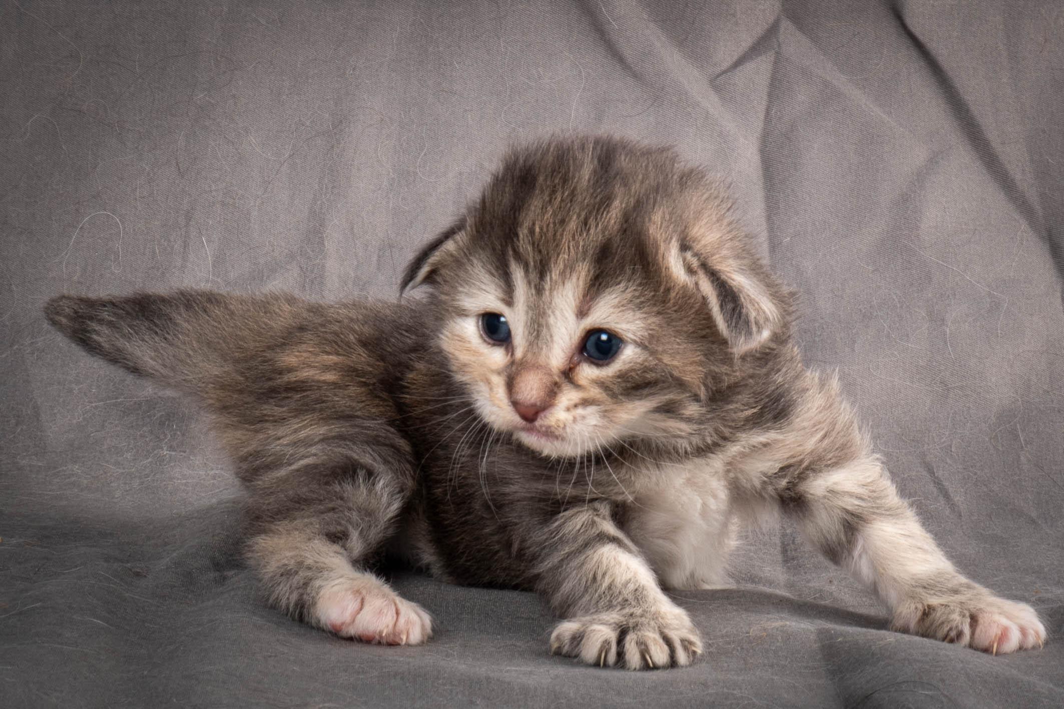 (N)Migoto's Anne, NFO n 22