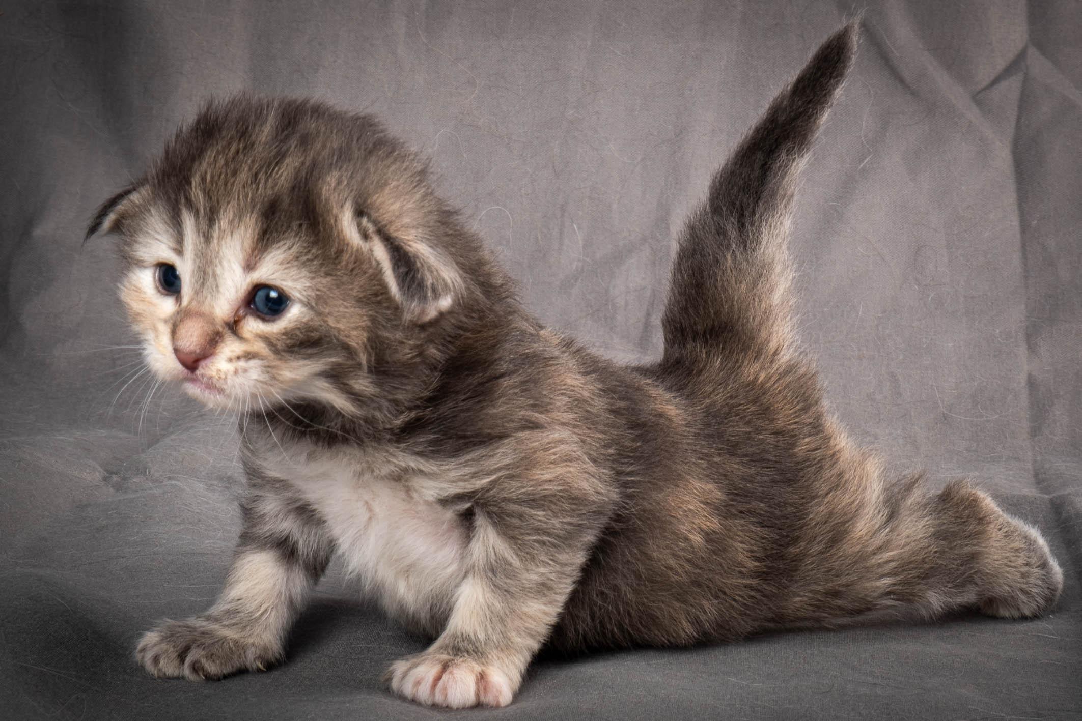 (N)Migoto's Anne, NFO n 22