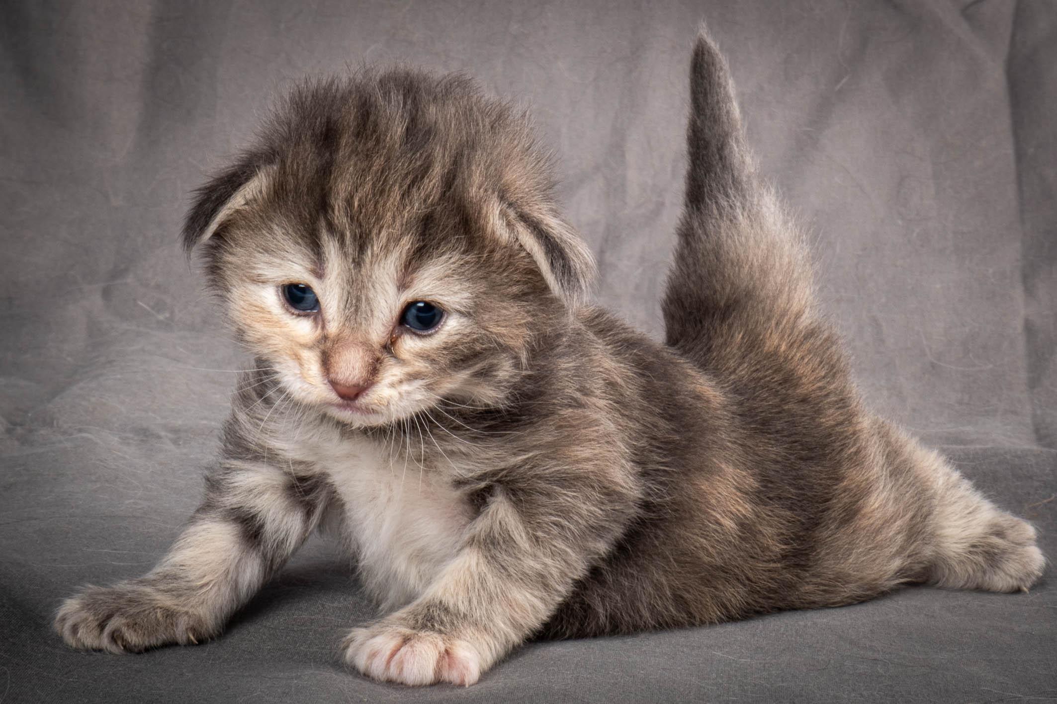 (N)Migoto's Anne, NFO n 22