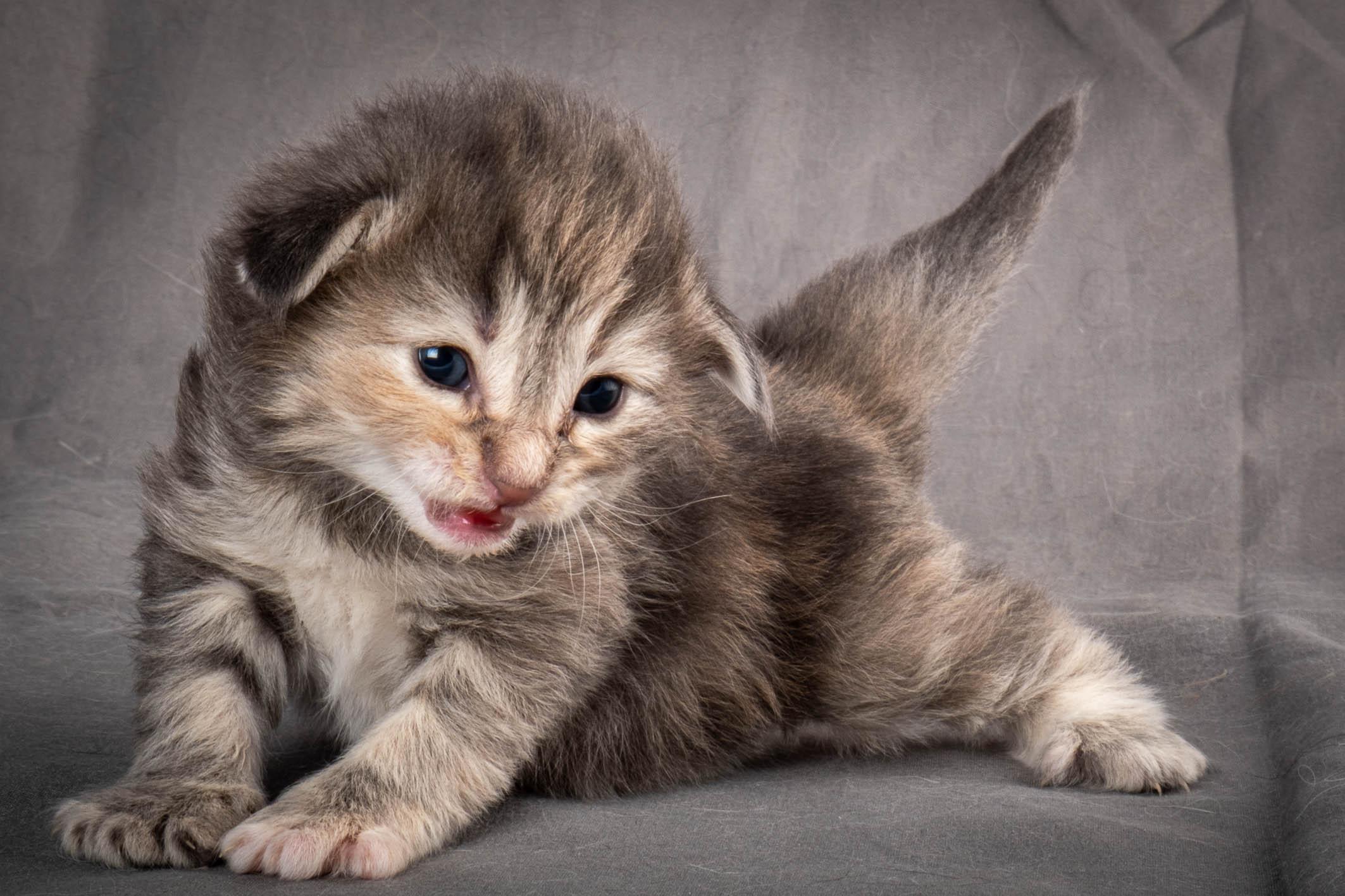 (N)Migoto's Anne, NFO n 22