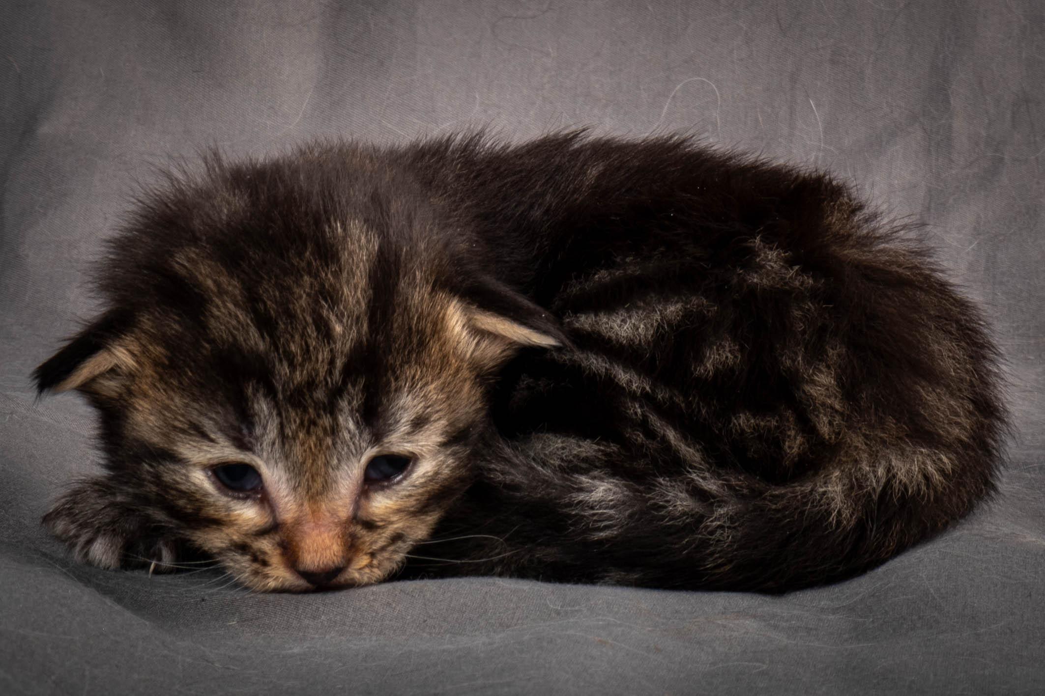 (N)Migoto's August, NFO a (09) 22