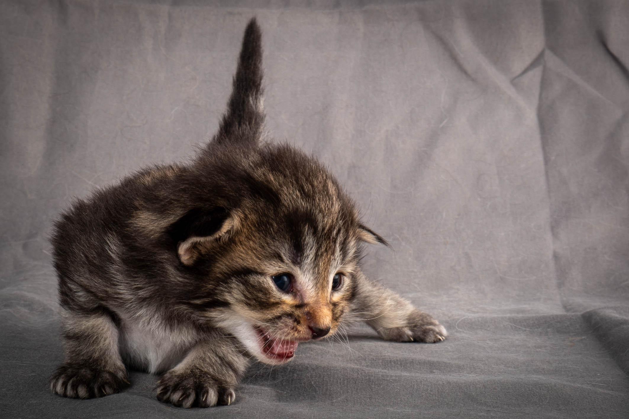 (N)Migoto's August, NFO a (09) 22